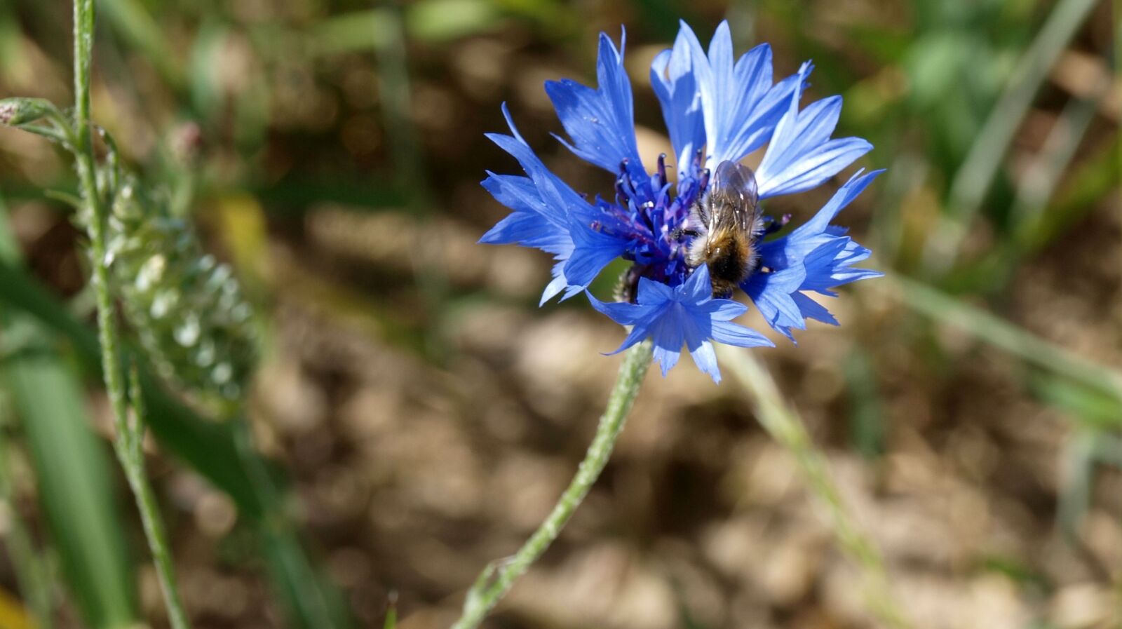 Olympus E-520 (EVOLT E-520) sample photo. Cornflower, blue, plant photography