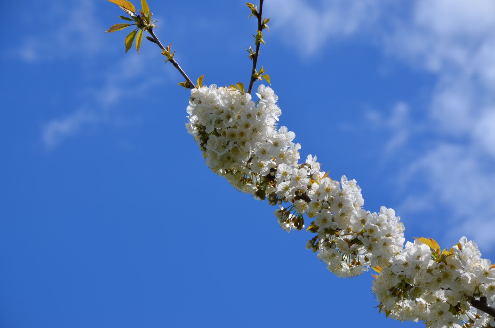 Nikon D5100 sample photo. Branch, tree, flower photography