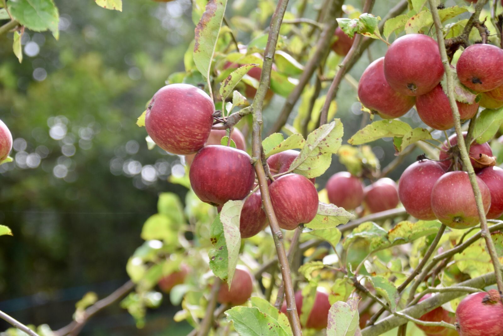 Nikon D5600 sample photo. Apples, apple tree, fruit photography