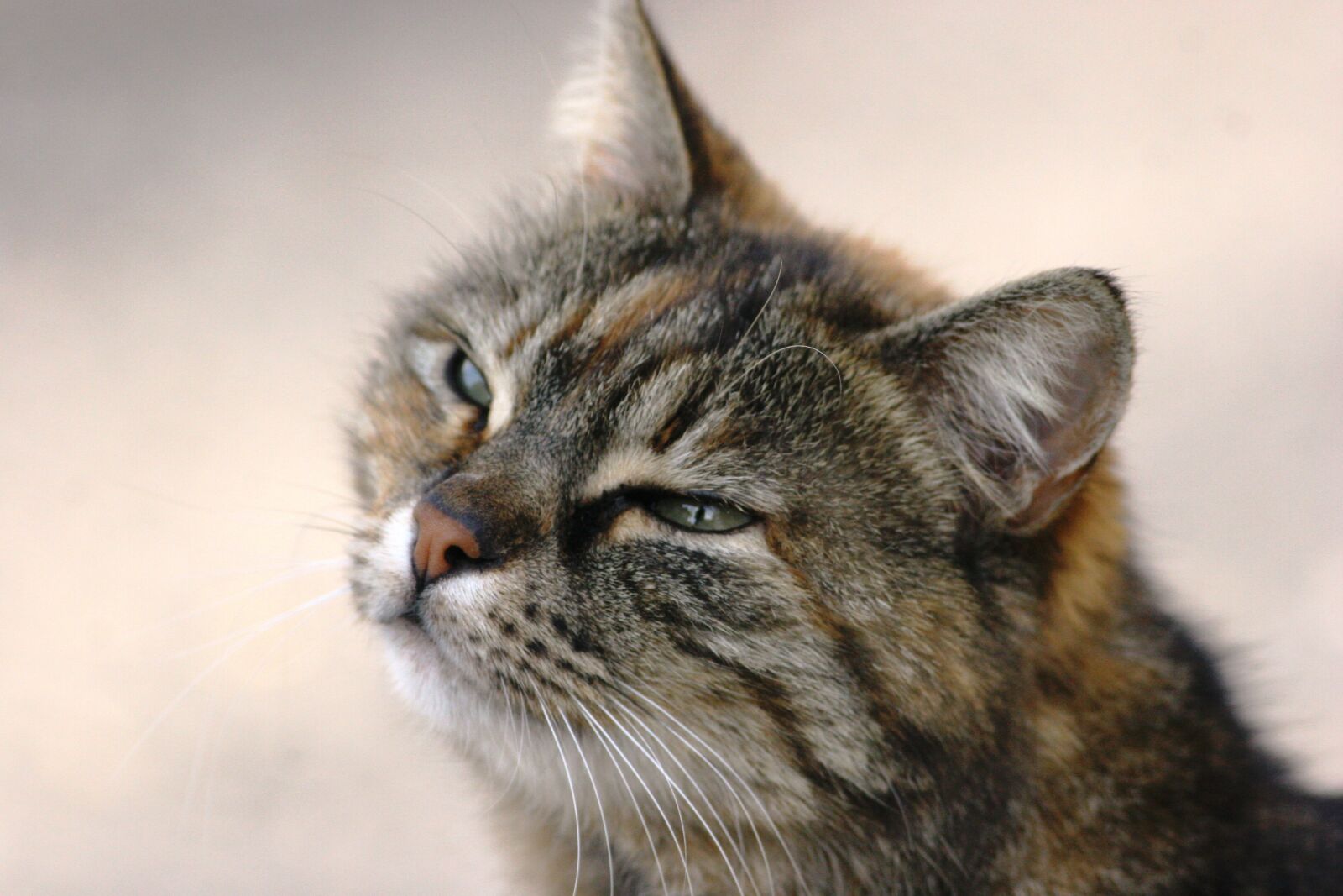 Canon EOS 20D sample photo. Animal, cat, cute photography