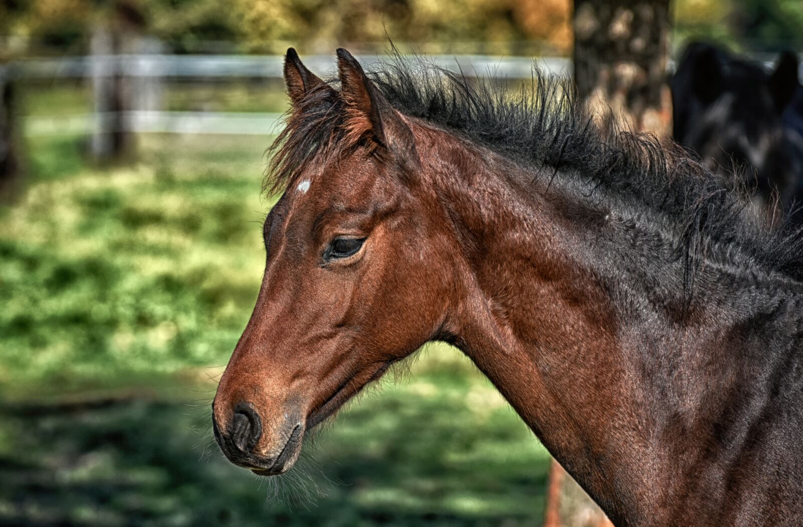 Nikon D7200 sample photo. Foal, horse, small horse photography