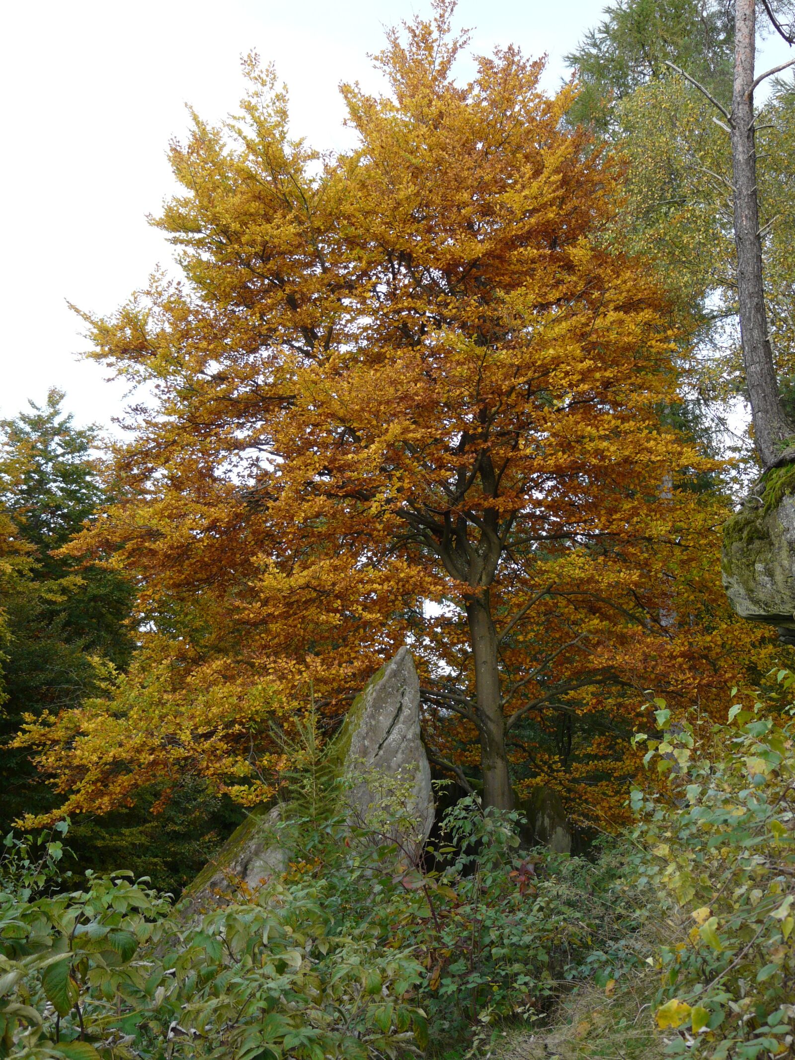 Panasonic DMC-FZ18 sample photo. Palatinate, rock, autumn photography
