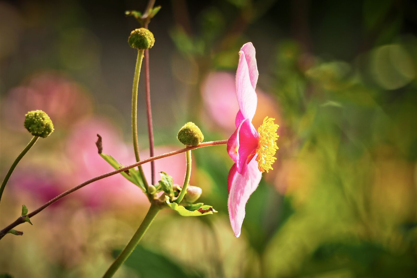 Olympus OM-D E-M10 sample photo. Flower, pink, nature photography