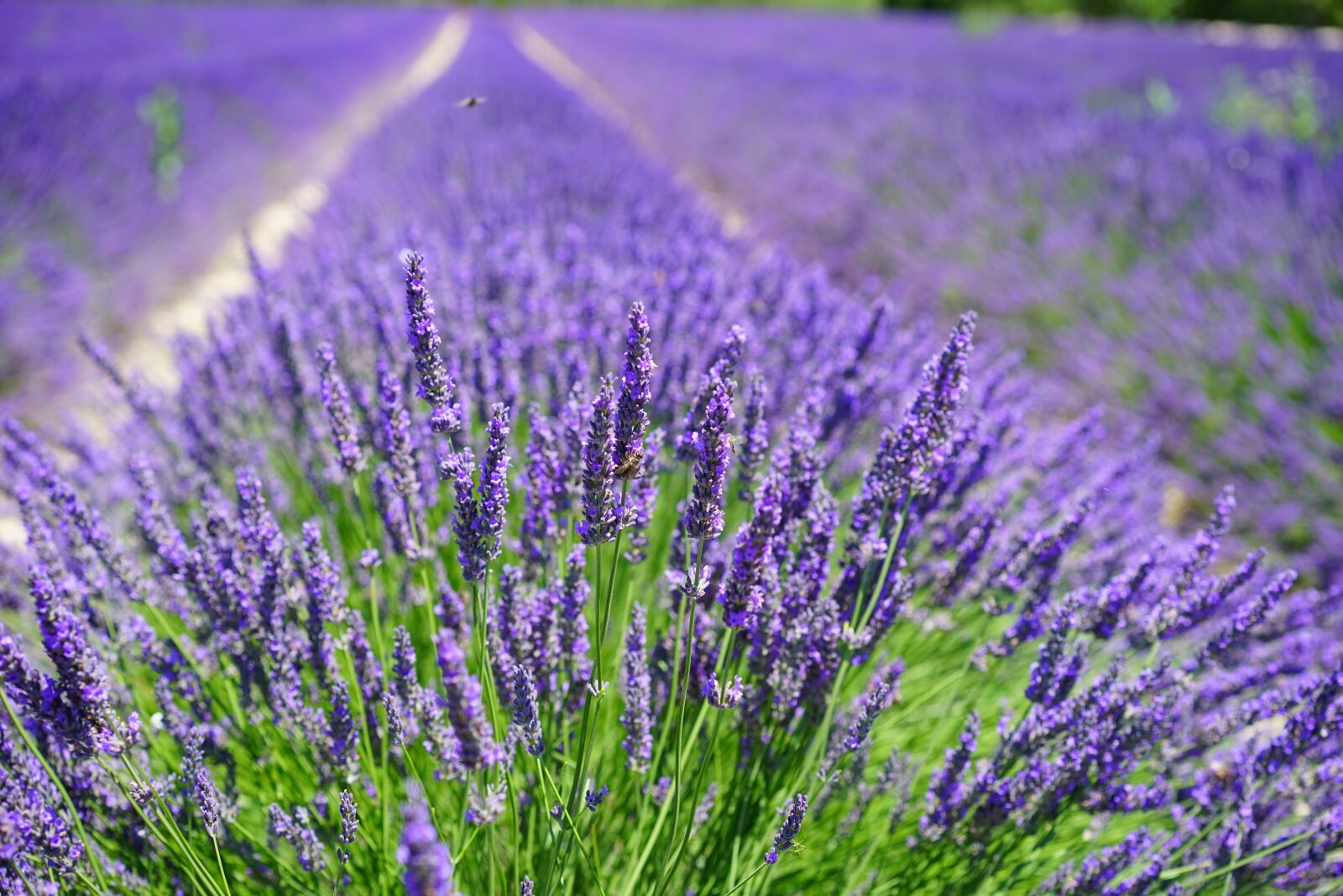 Sony a7 + Sony Sonnar T* FE 55mm F1.8 ZA sample photo. Lavender cultivation, lavender field photography