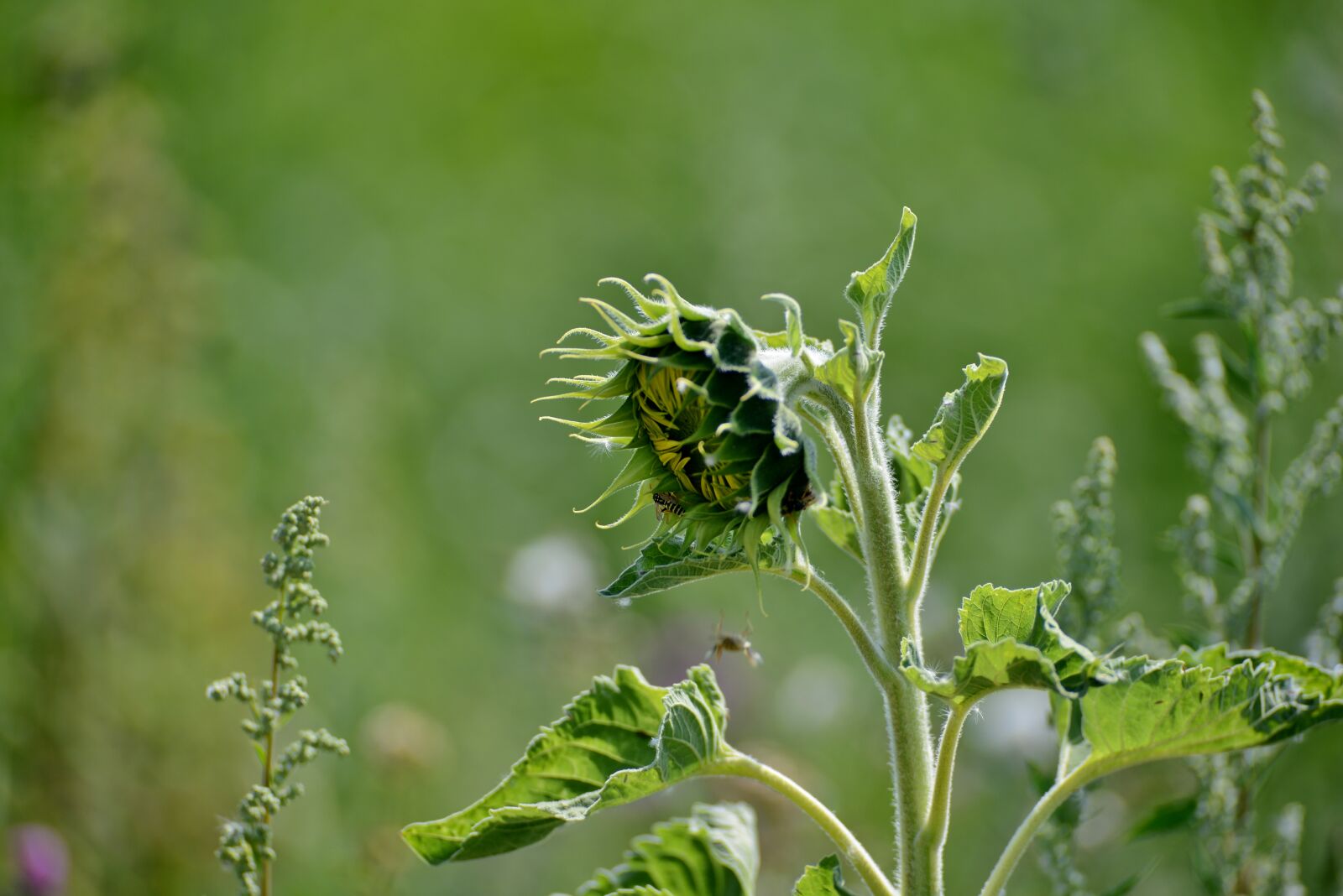 Nikon D600 sample photo. Sunflower, sprout, summer photography