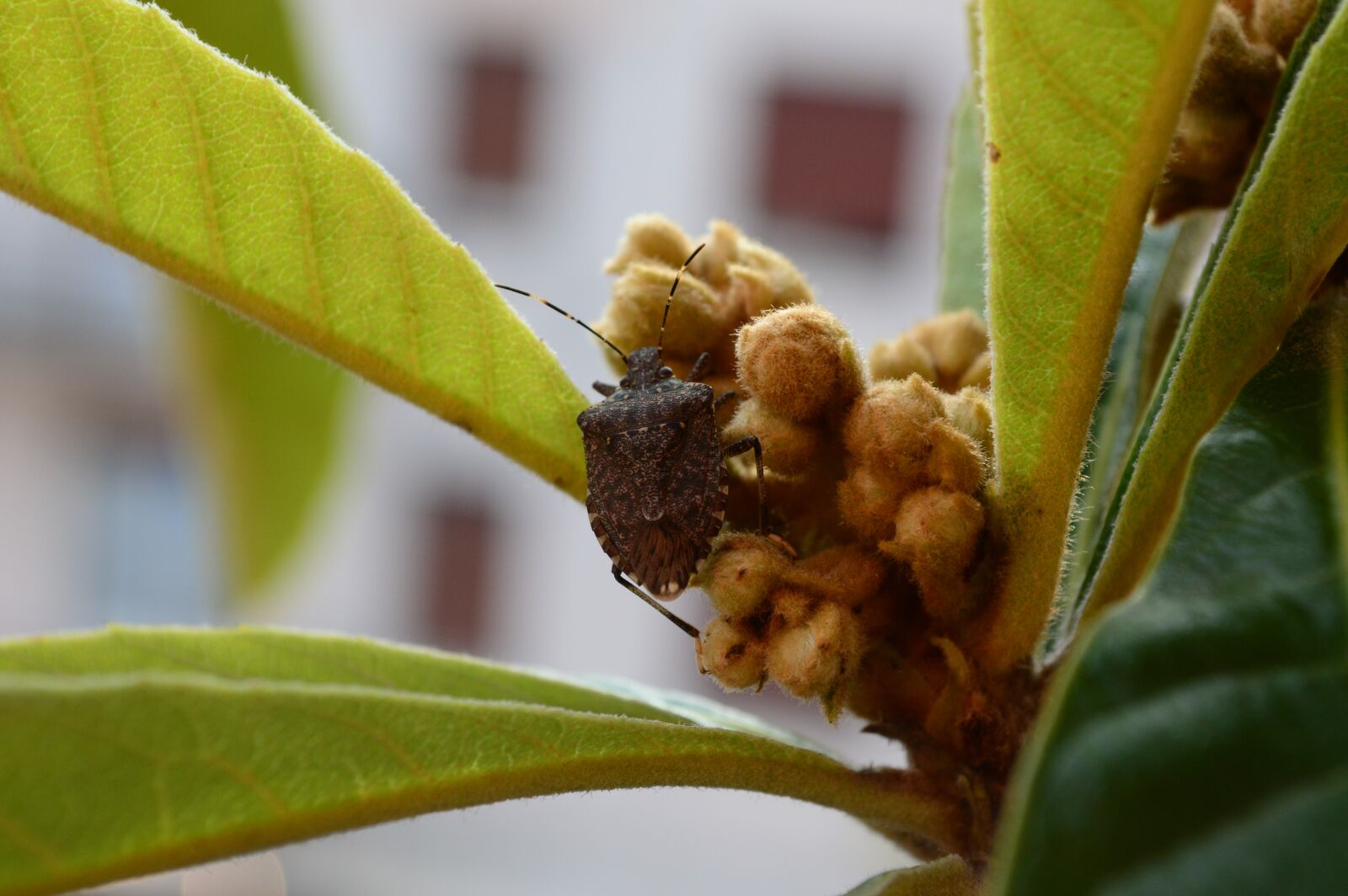 Nikon D3200 sample photo. Bug, insect, insects photography