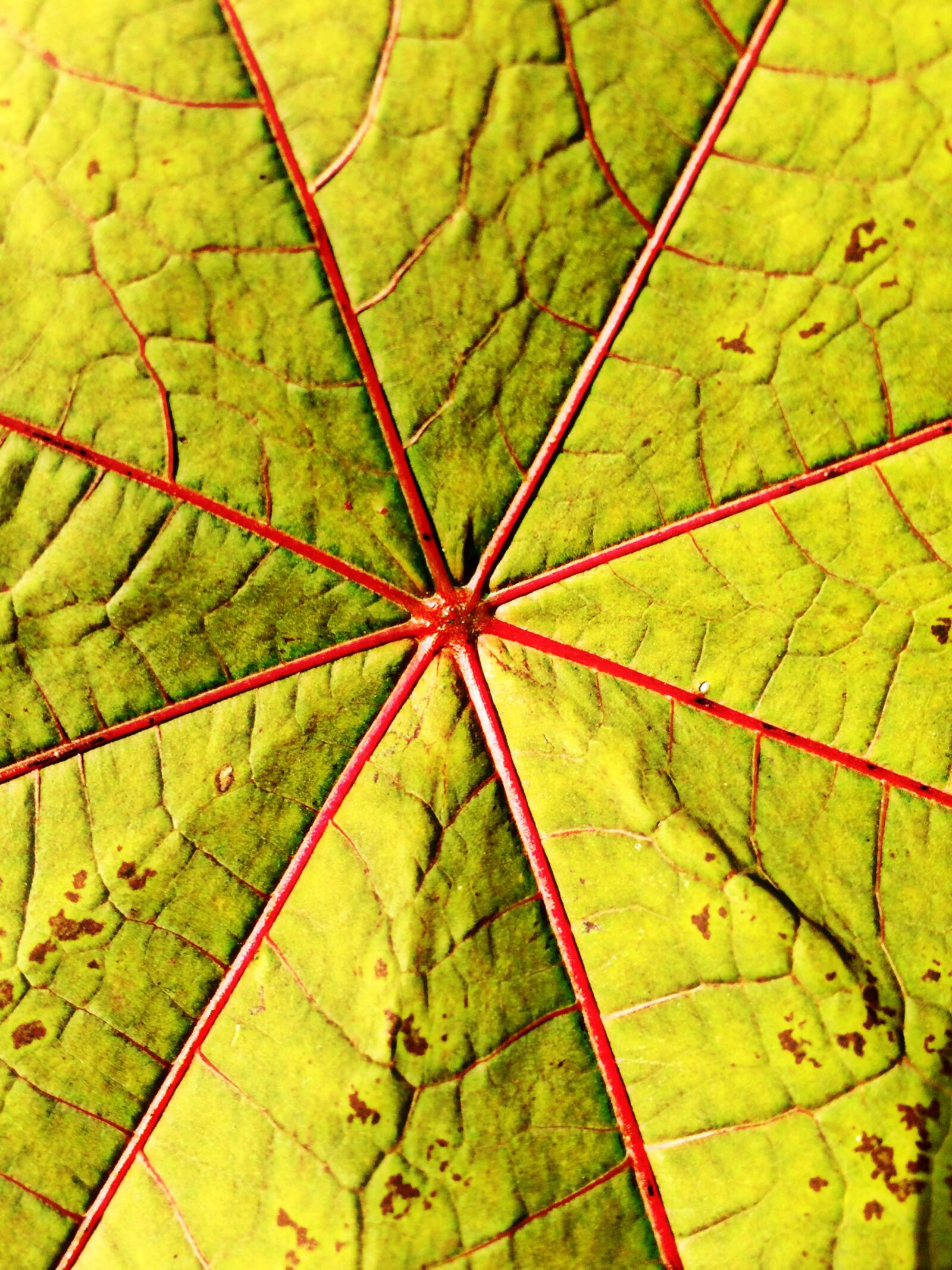 iPhone 5s back camera 4.15mm f/2.2 sample photo. Leaf, gourd, wonder tree photography