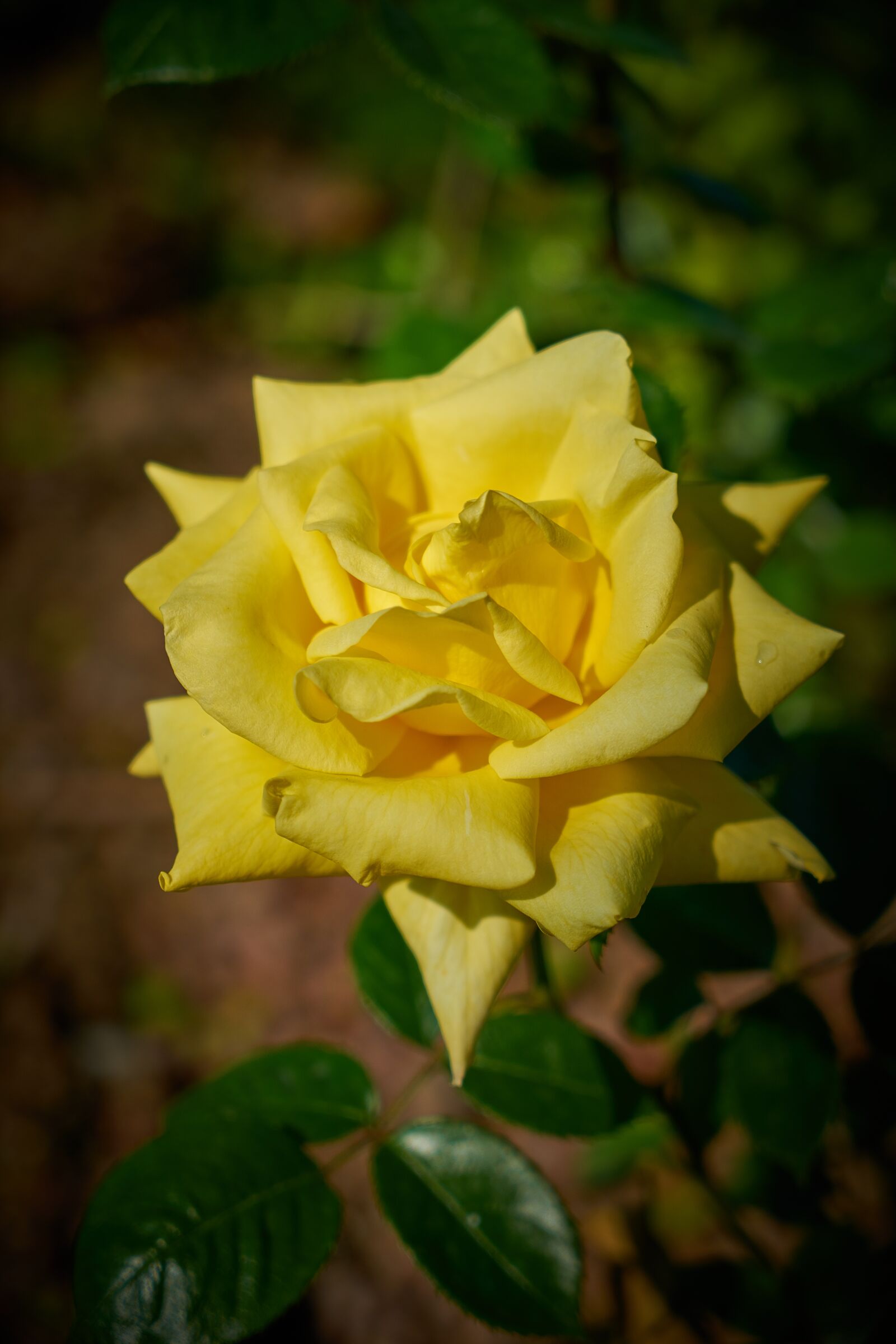 Sony a7R II sample photo. Rose, flower, macro photography