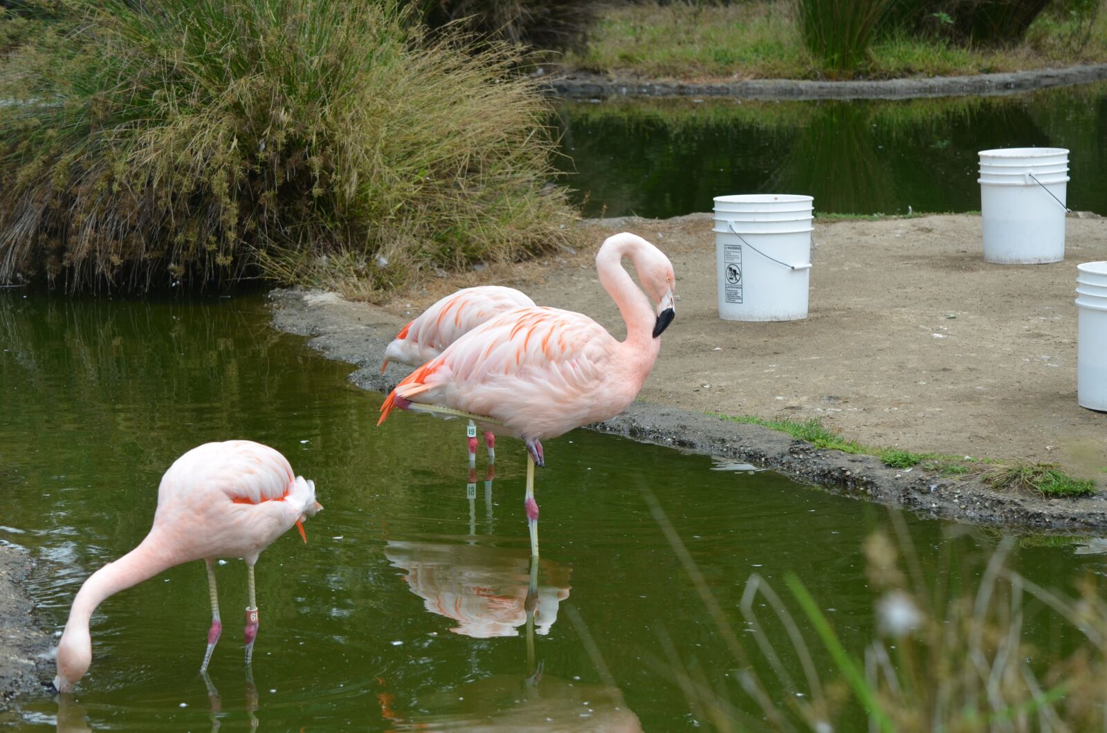 Nikon D7000 sample photo. Bird, flamingo, pink photography