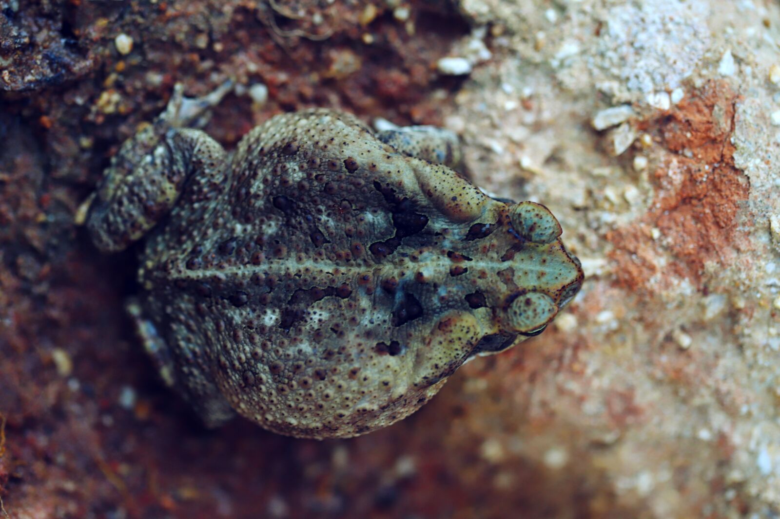 Canon EF 100mm F2.8L Macro IS USM sample photo. Frog, animal, nature photography