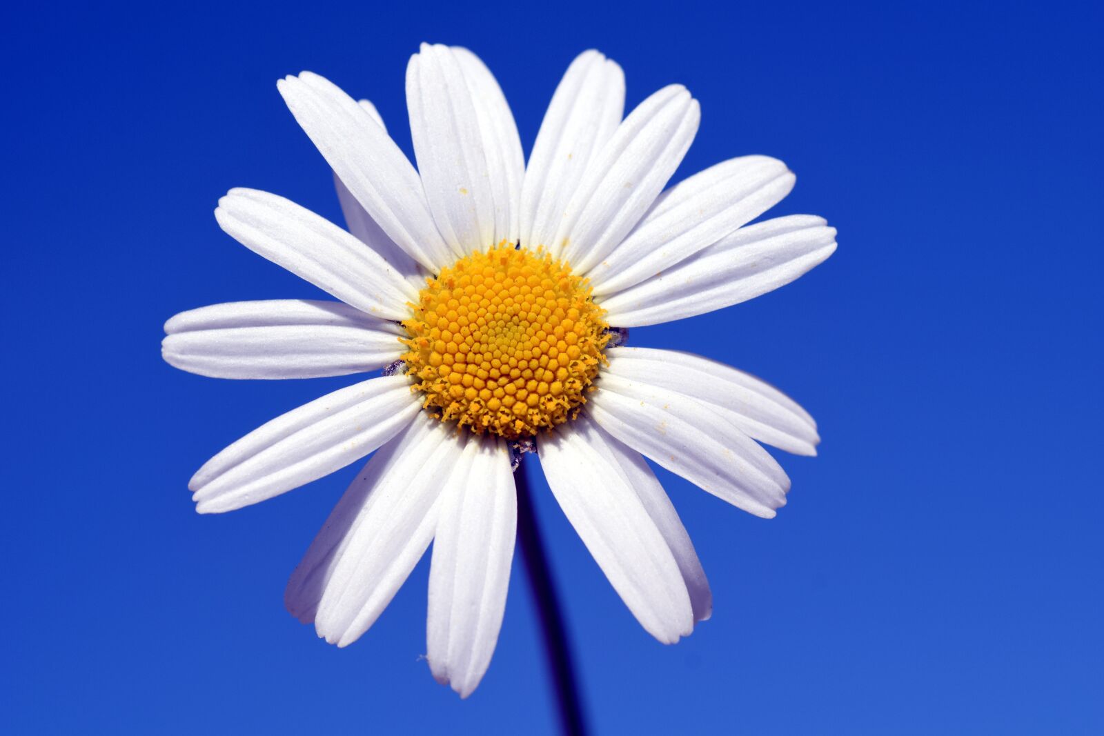 Nikon D3300 sample photo. Marguerite, flower, white photography