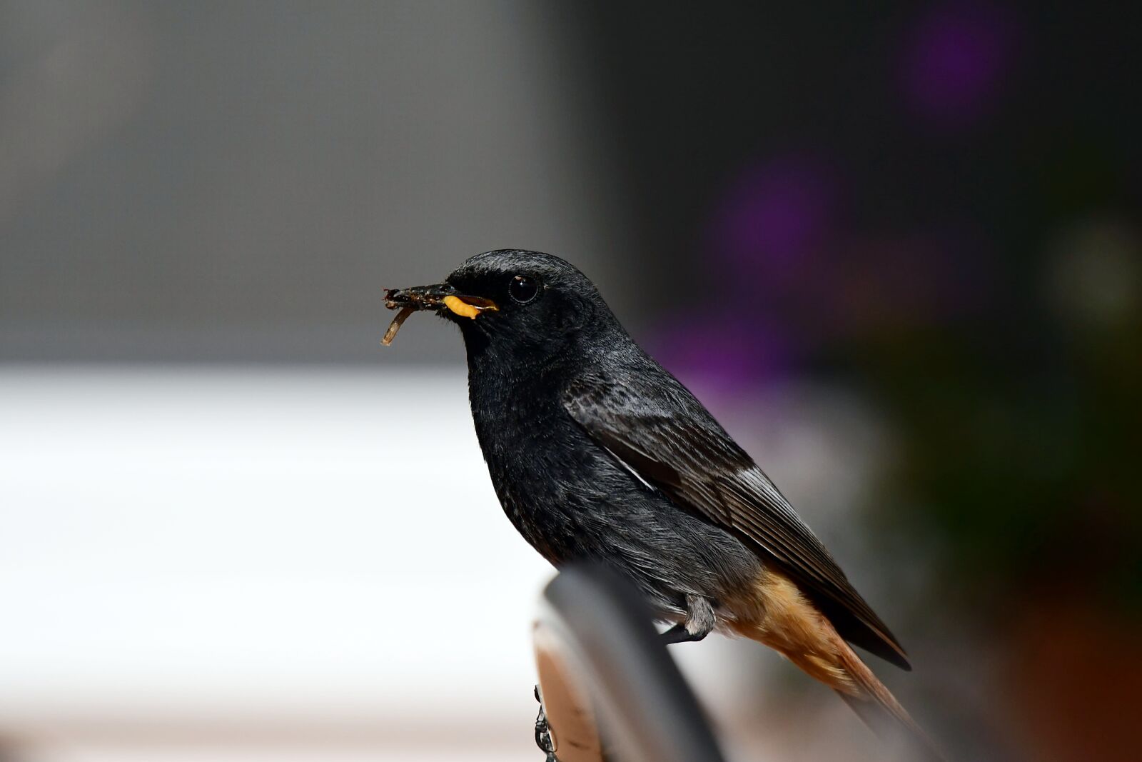 Nikon D7500 sample photo. Bird, redstart, birds photography