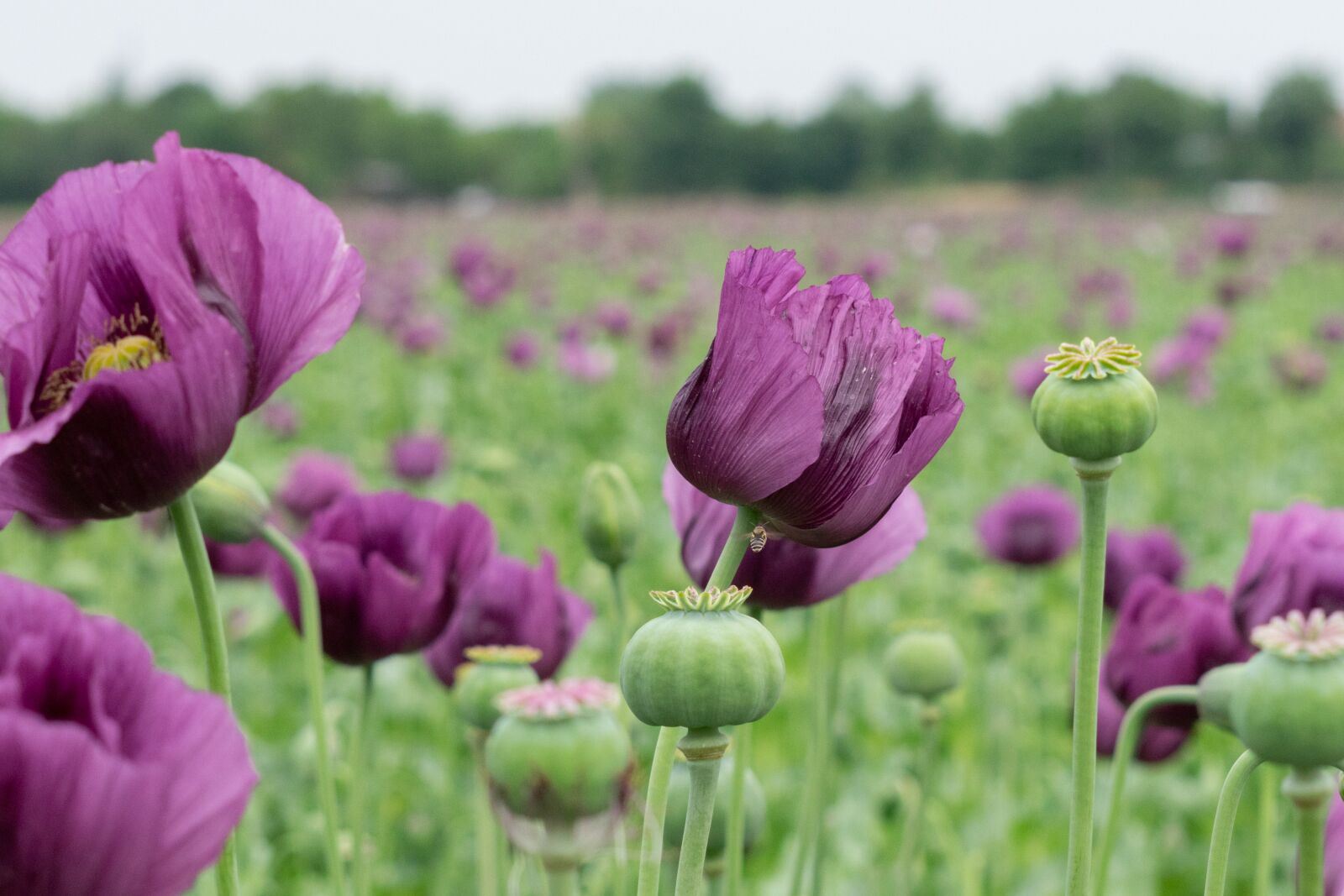 Nikon D3300 sample photo. Poppy, flower, flora photography