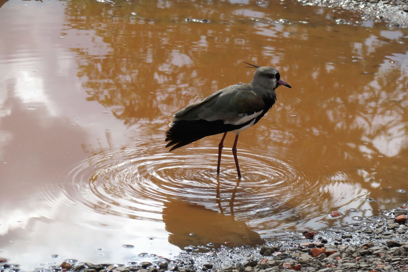 Canon PowerShot SX40 HS sample photo. Iguazu, nature, birds photography