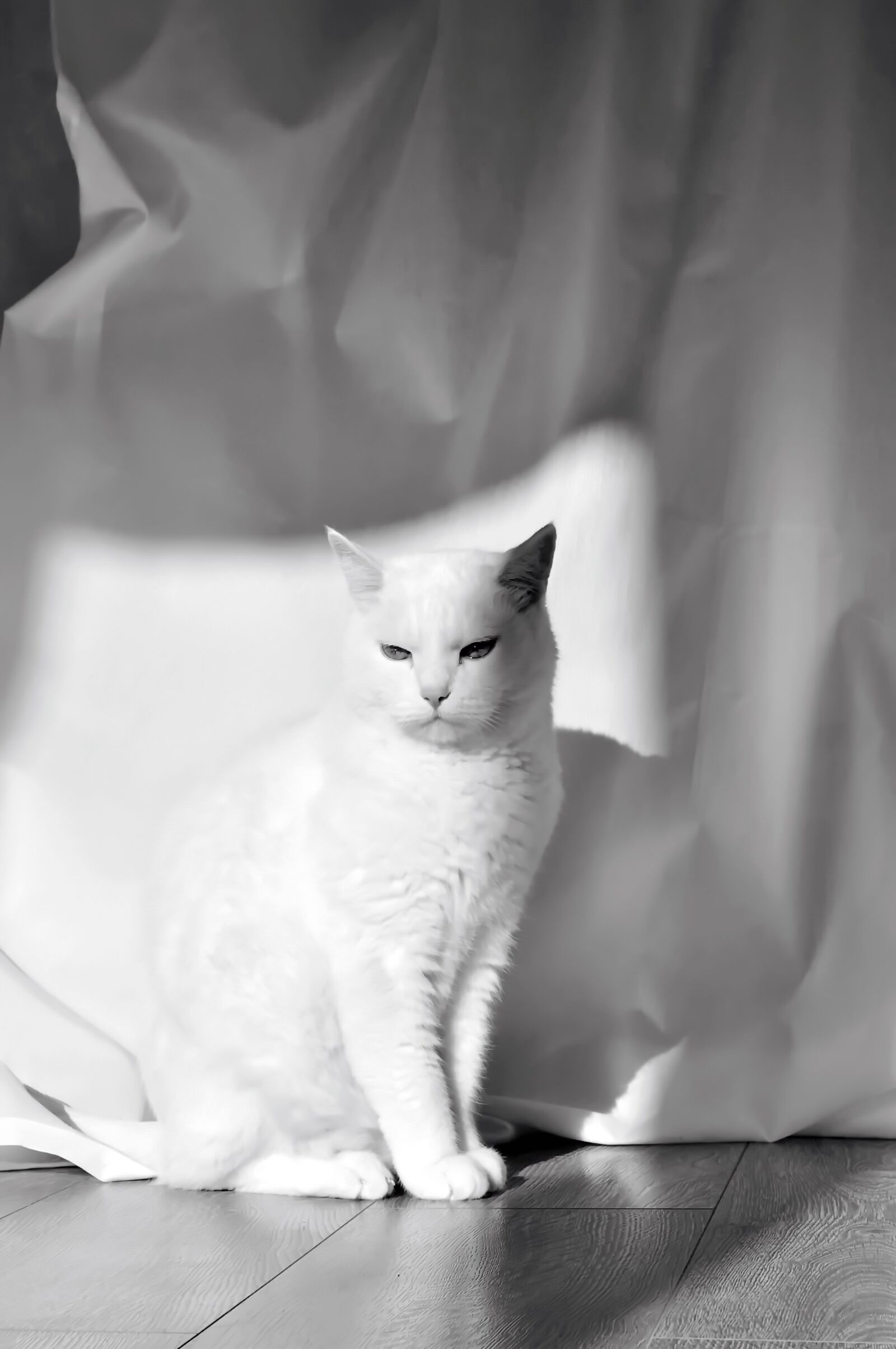 Nikon D5000 sample photo. Cat, animal, cat portrait photography