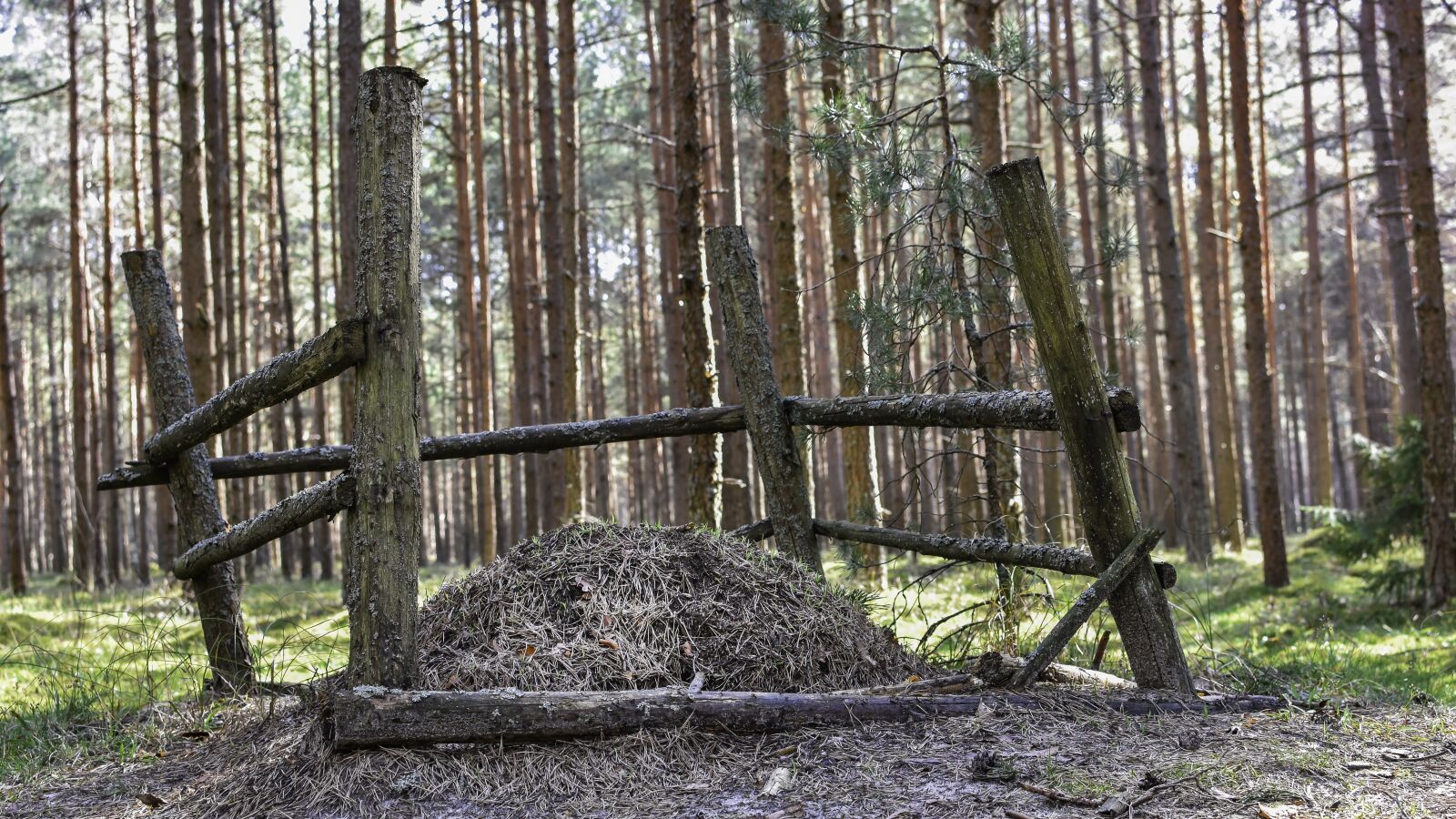 Nikon D7200 sample photo. Wood, formicary, anthill photography
