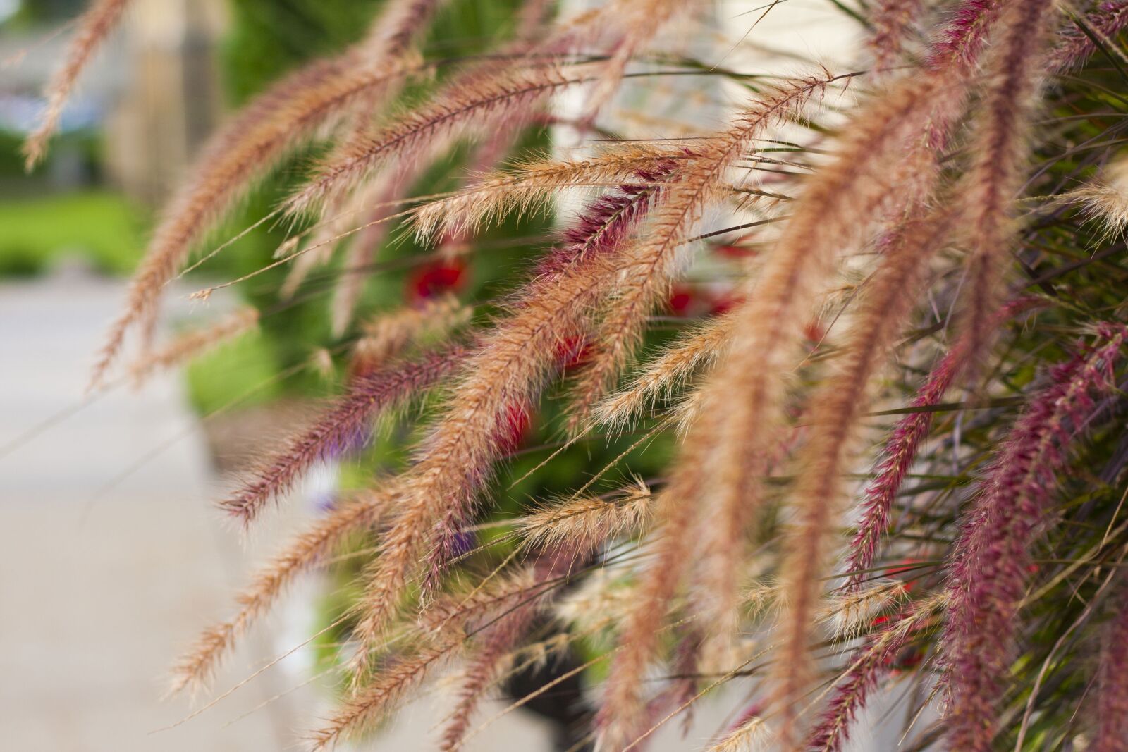 Canon EF 50mm F1.8 II sample photo. Foxtail, foxtails, wheat photography