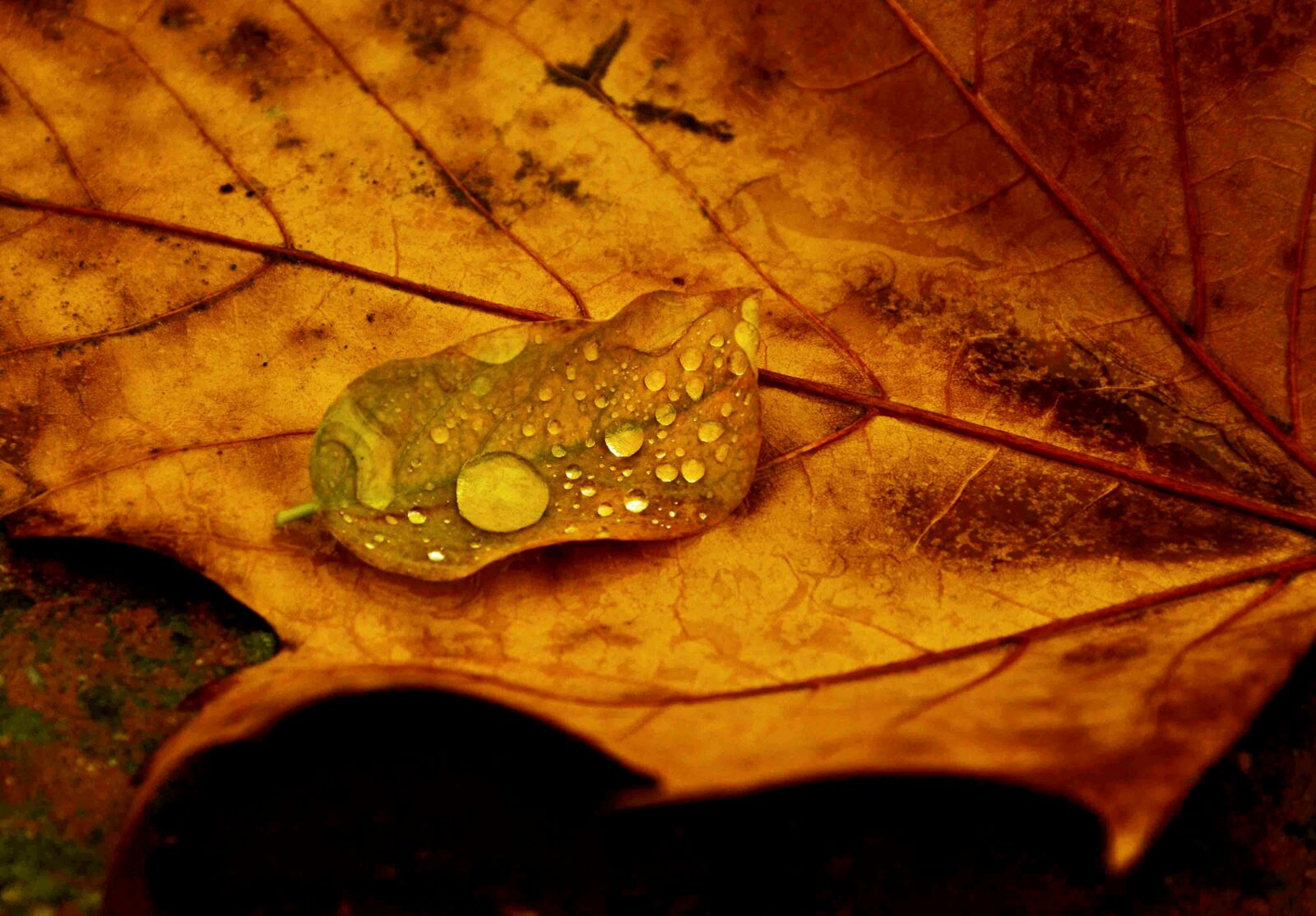 Nikon D7000 sample photo. Leaves, drop, nature photography