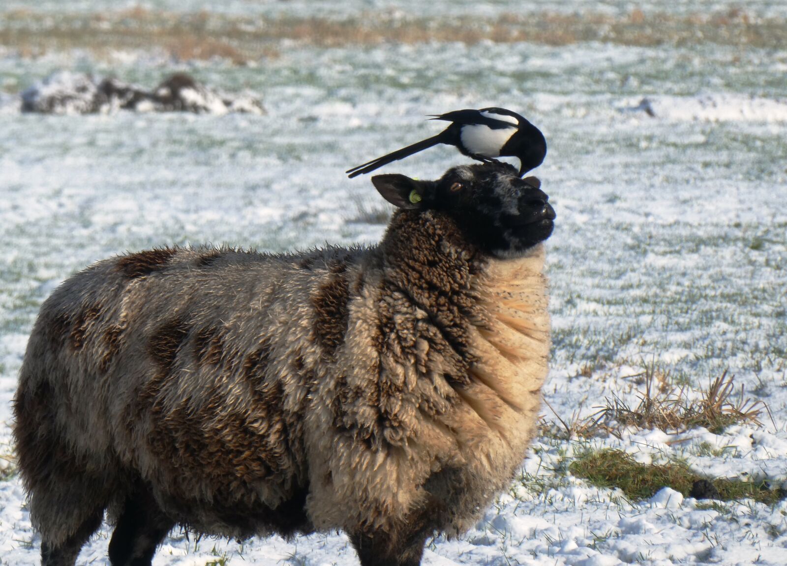 Panasonic Lumix DC-ZS70 (Lumix DC-TZ90) sample photo. Magpie, sheep, whey photography