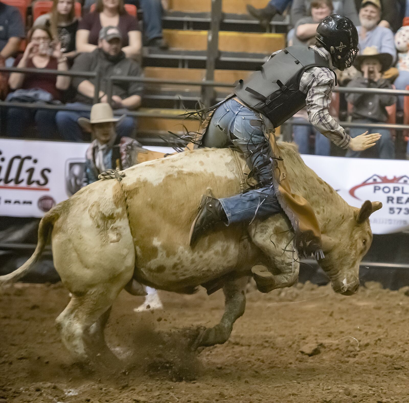 Nikon D850 sample photo. Bull, bull rider, bull photography