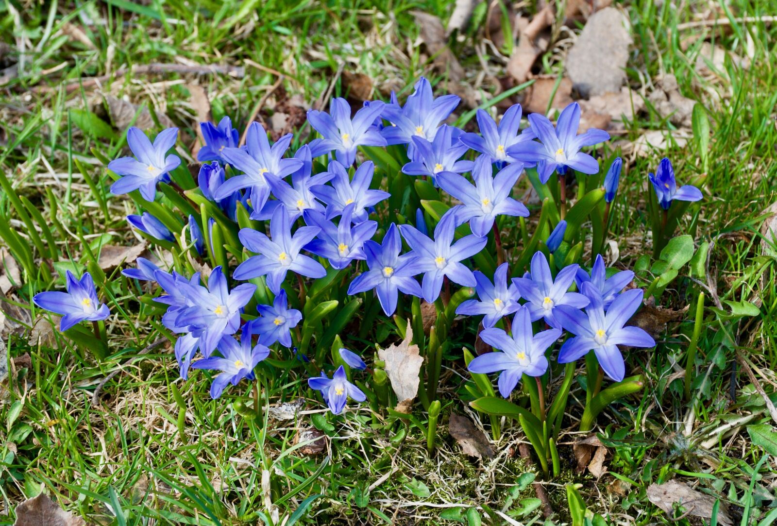 Nikon D300S sample photo. Nature, flower, plant photography