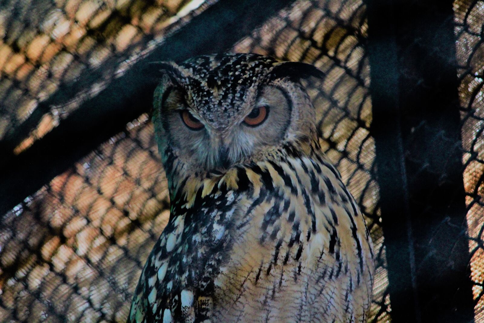 Canon EOS 1200D (EOS Rebel T5 / EOS Kiss X70 / EOS Hi) sample photo. Owl, hoot hoot, hoot photography