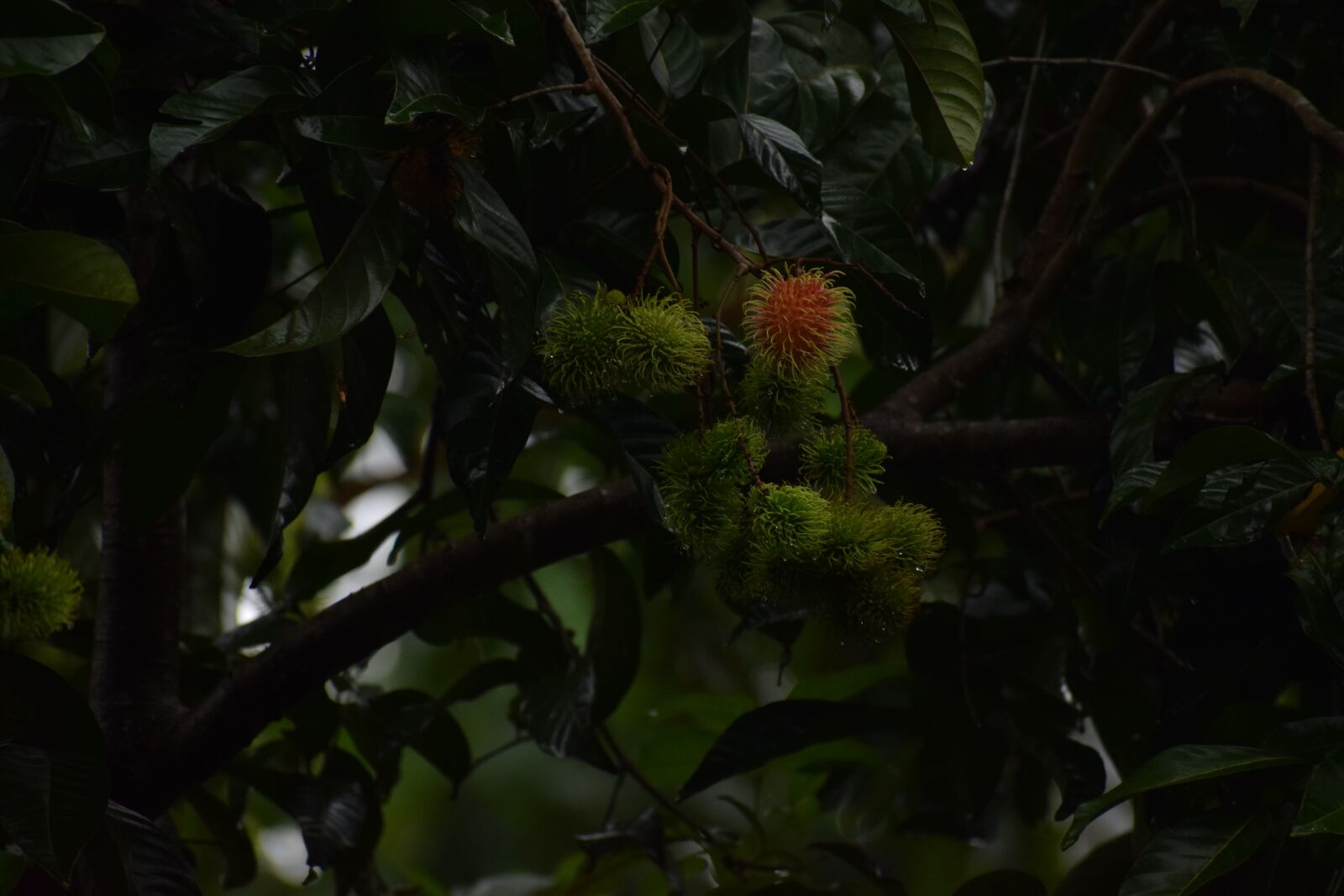 Nikon D5300 sample photo. Nature, fruits, food photography