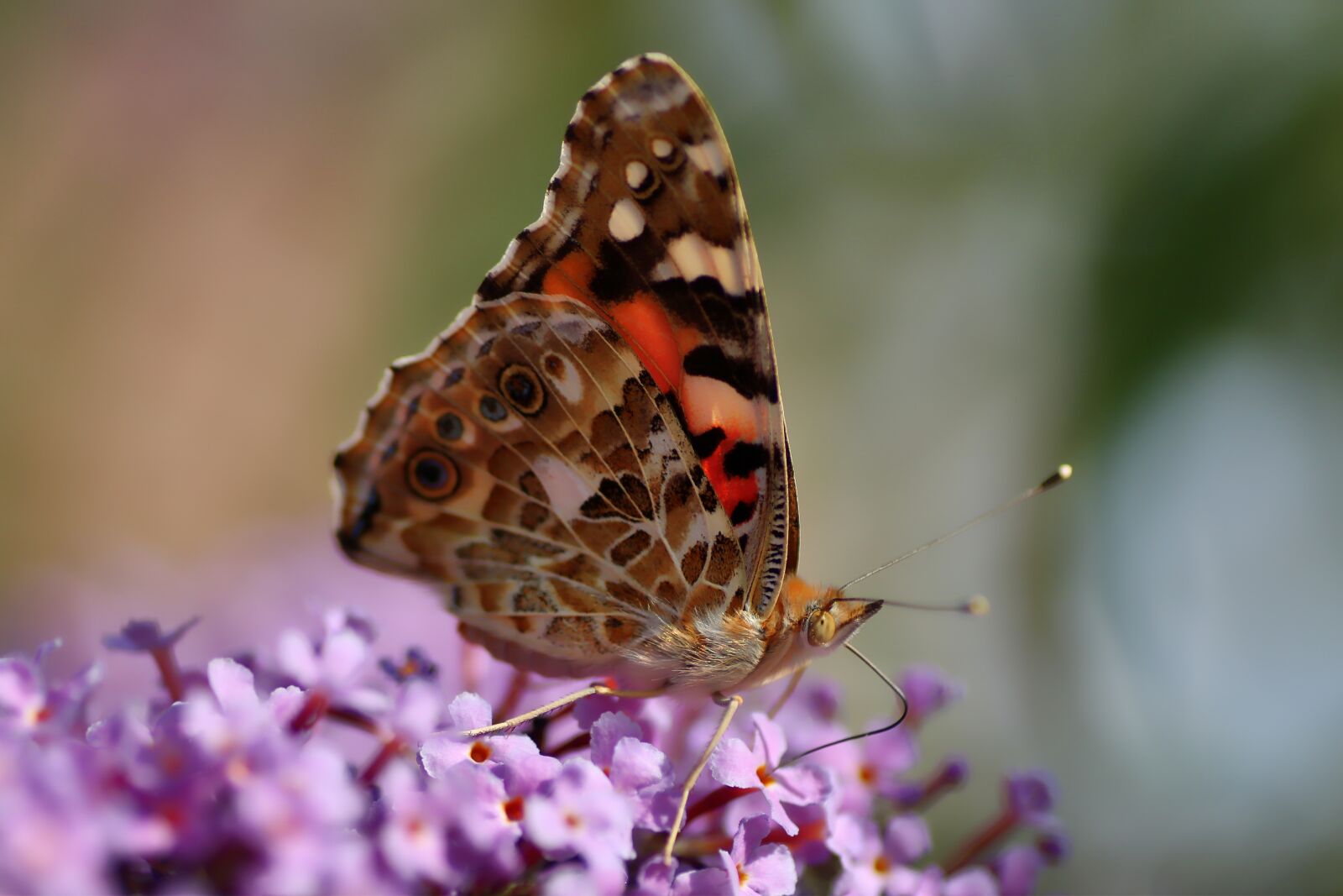 Tamron SP 90mm F2.8 Di VC USD 1:1 Macro sample photo. Vanessa cardui, butterfly, insect photography