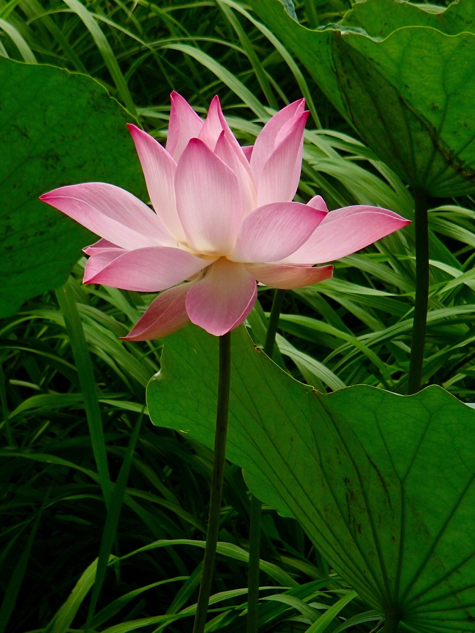Olympus TG-820 sample photo. Pink, vietnam, lotus photography