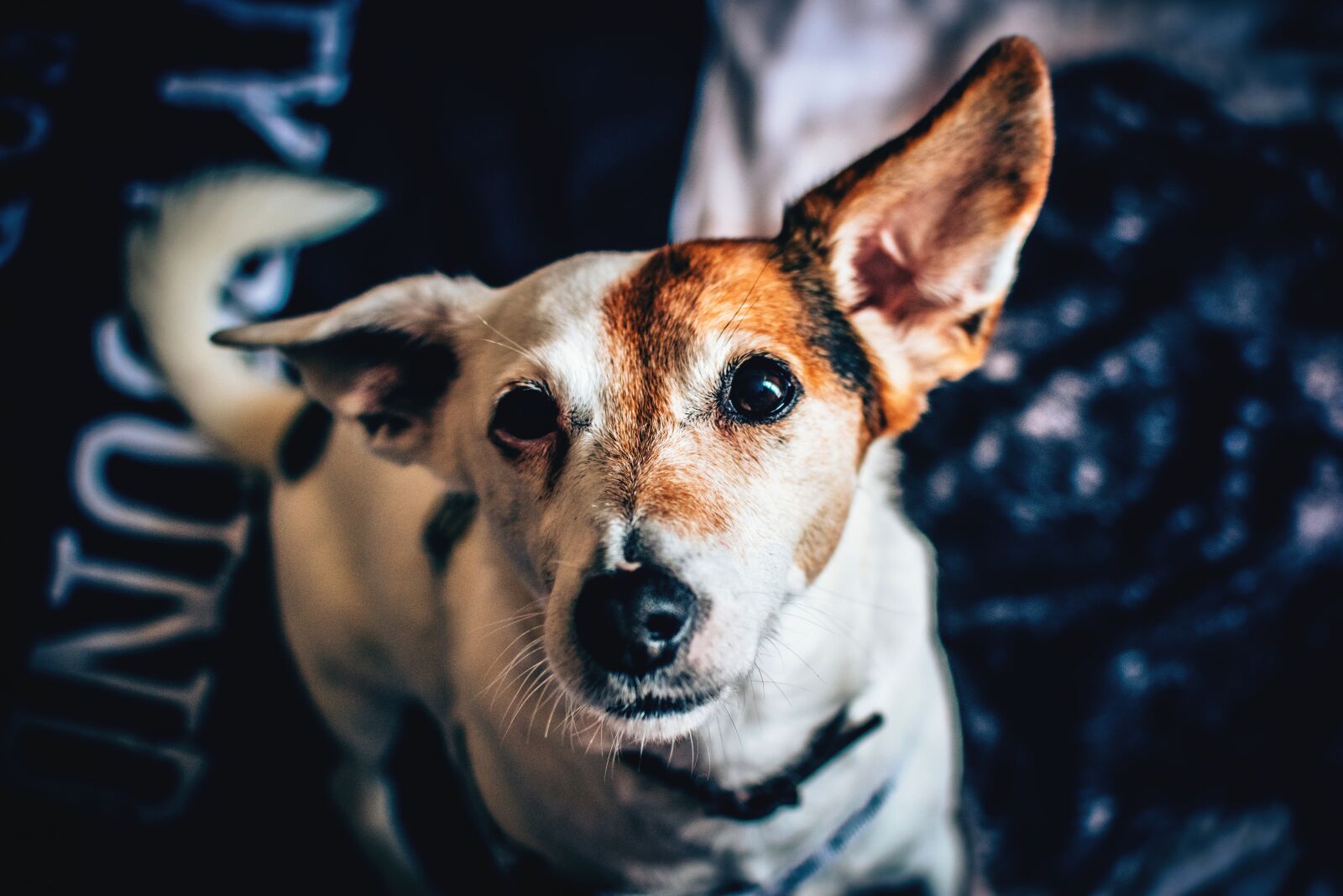 Nikon D5500 sample photo. Animal, canine, close-up photography
