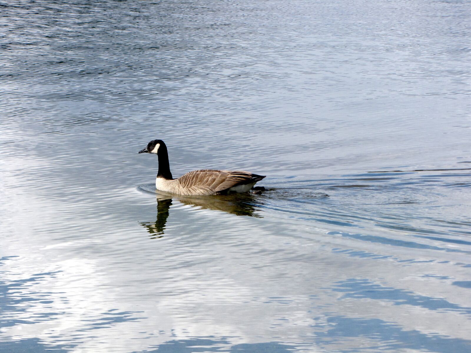 Canon PowerShot SX10 IS sample photo. British columbia, buntzen lake photography