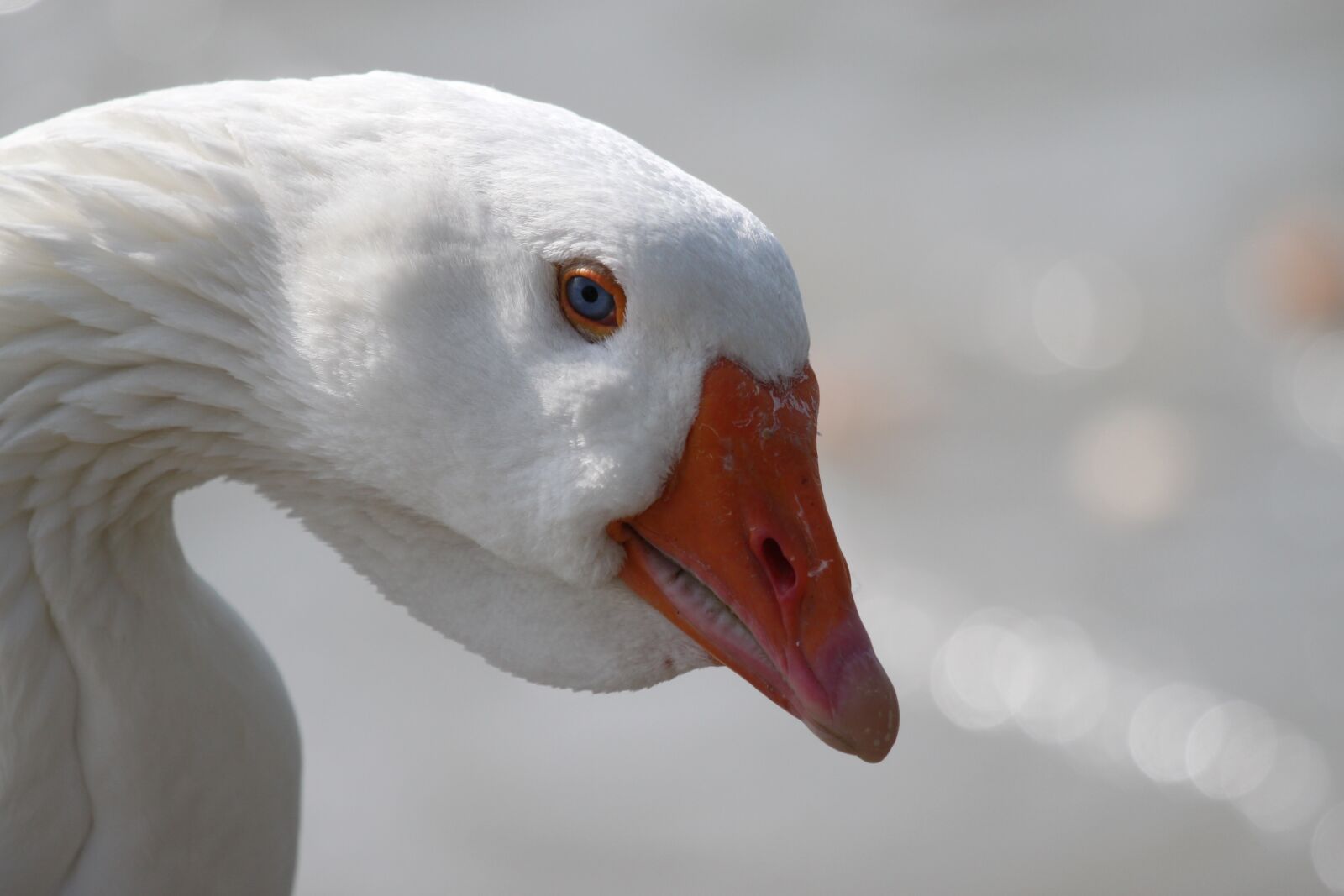 Canon EOS 500D (EOS Rebel T1i / EOS Kiss X3) sample photo. Goose, white, lighting photography