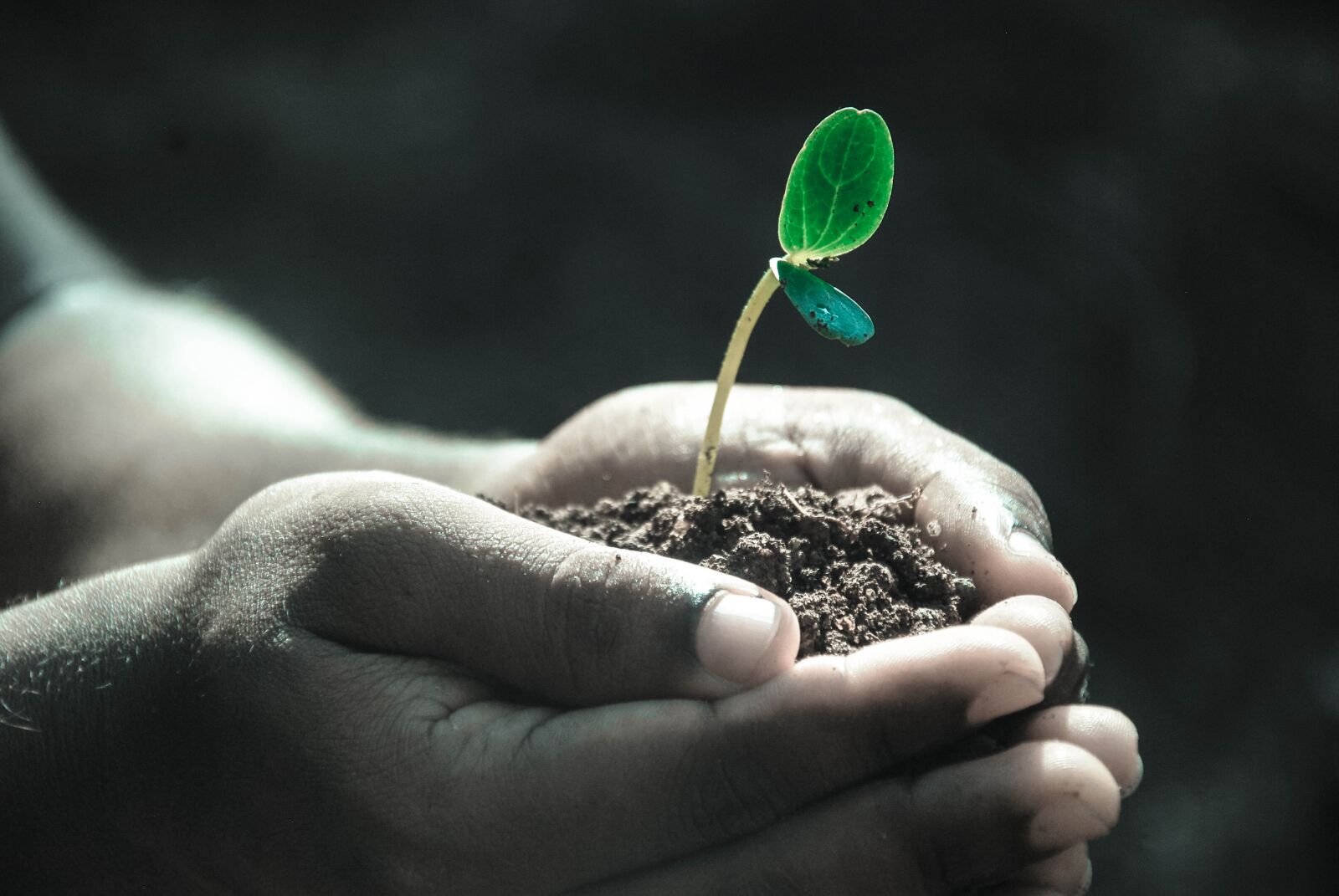 Nikon D40X sample photo. Hands, macro, plant photography