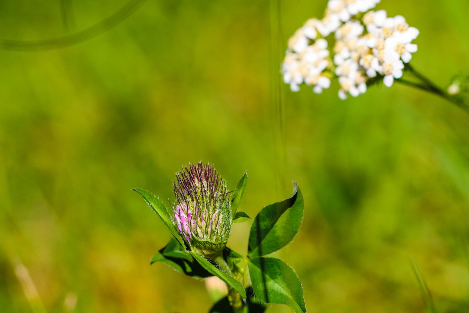 Canon EOS 7D Mark II sample photo. Wildflower, white, nature photography