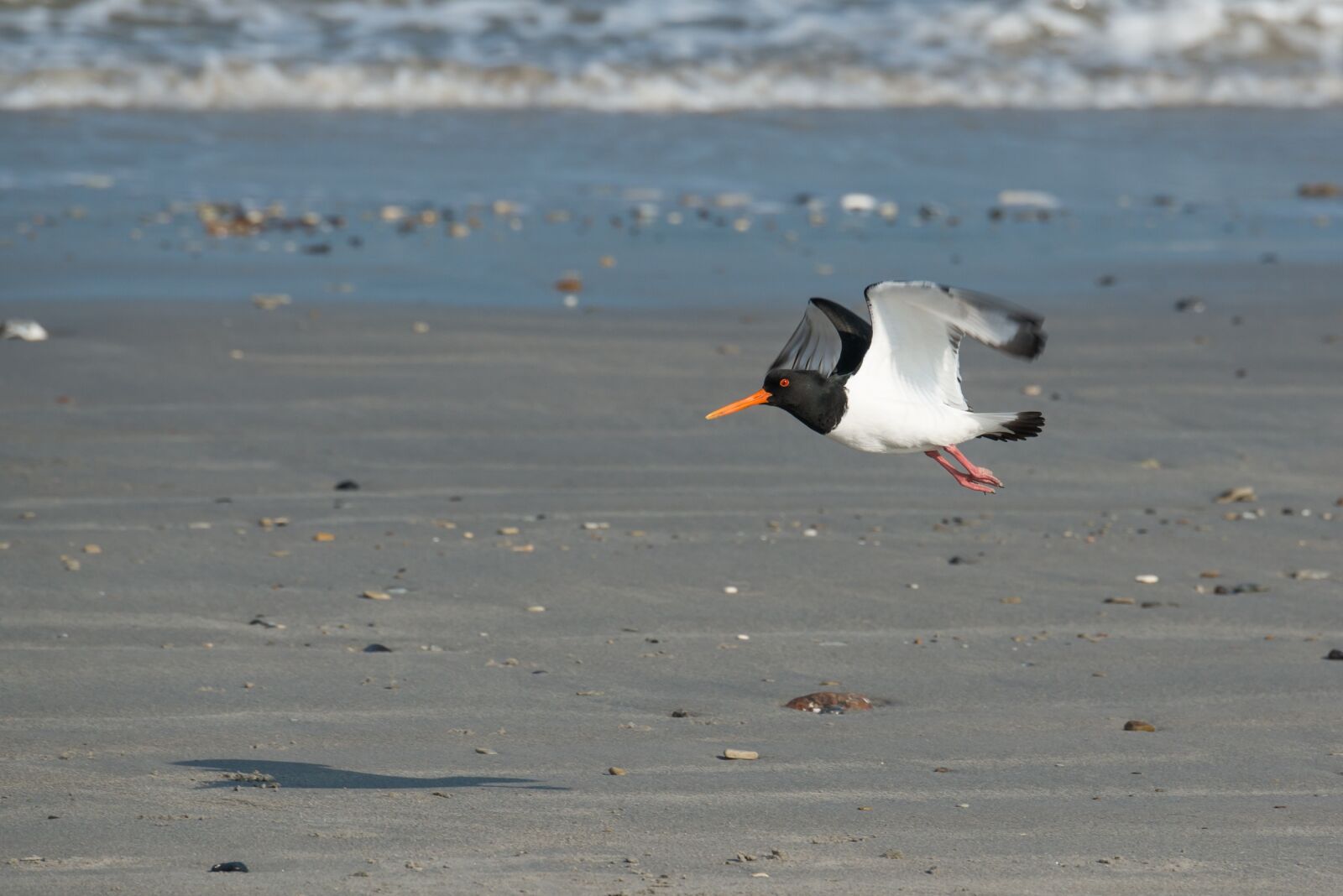 Nikon D800 sample photo. Oystercatcher, bird, flying photography