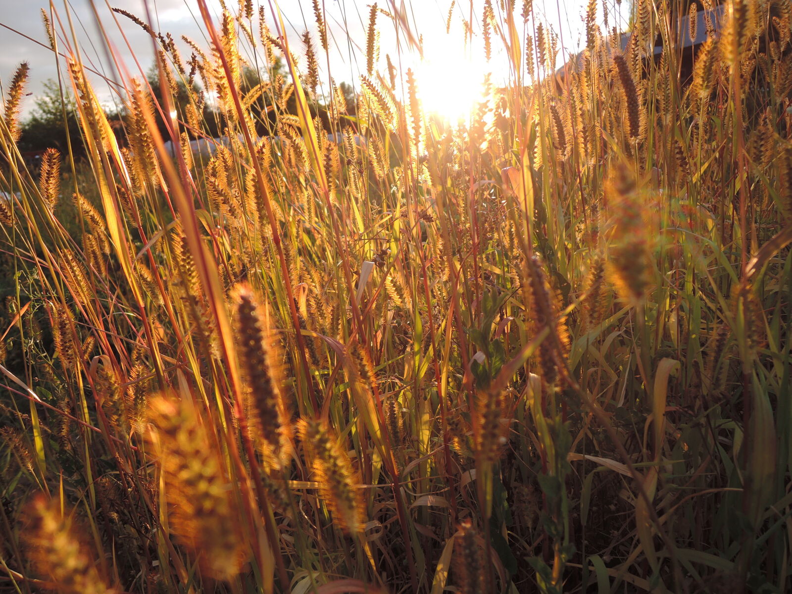 Nikon Coolpix P330 sample photo. Grass, sunny, sunny, grass photography