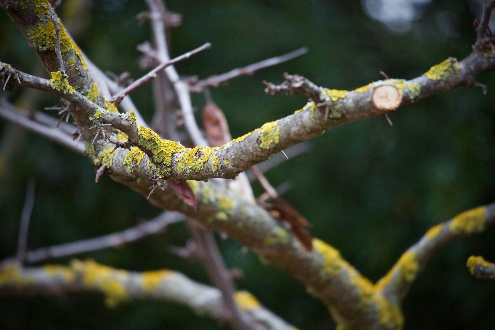 Canon EOS M sample photo. Branch, dry branch, moss photography