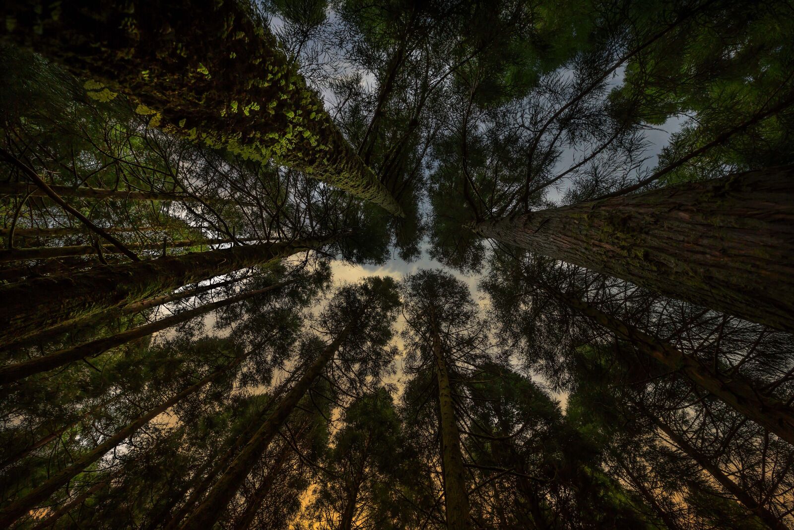 Canon EF 16-35mm F2.8L II USM sample photo. Trees, forest, nature photography