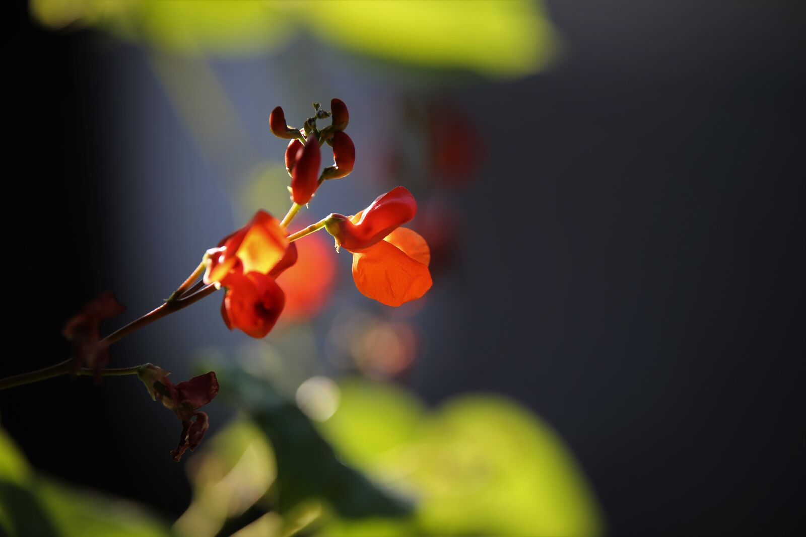 Tamron 70-210mm F4 Di VC USD sample photo. Flowers, leaves, foliage photography