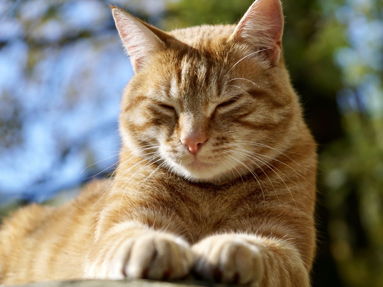 Sony ILCA-77M2 sample photo. Cat, animal, pet photography