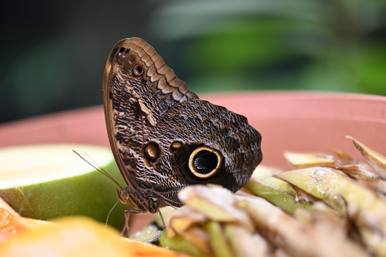 Nikon Z7 sample photo. Butterfly, zoo, rainforest photography