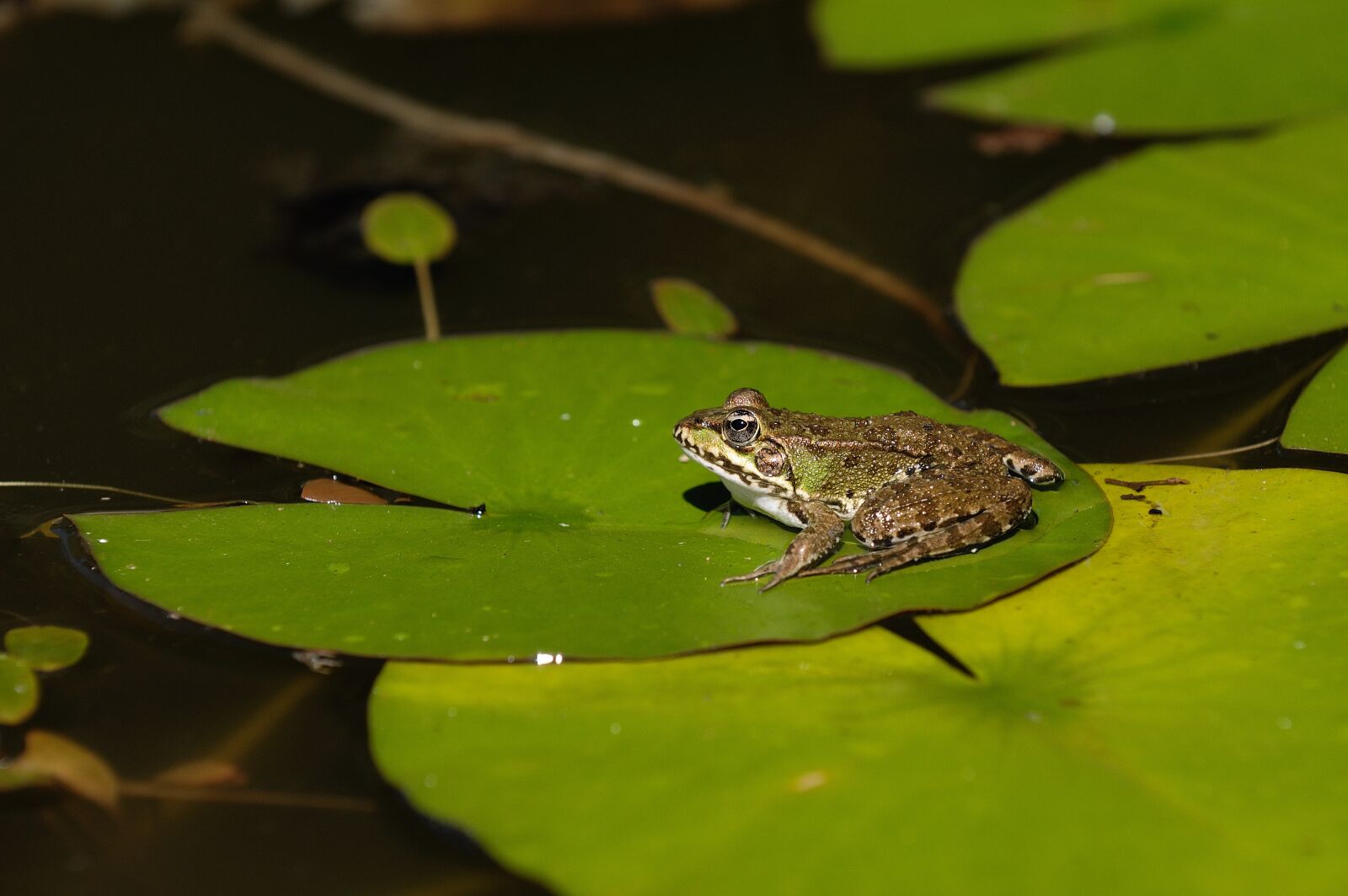 Nikon D300 sample photo. Frog, water, animal photography