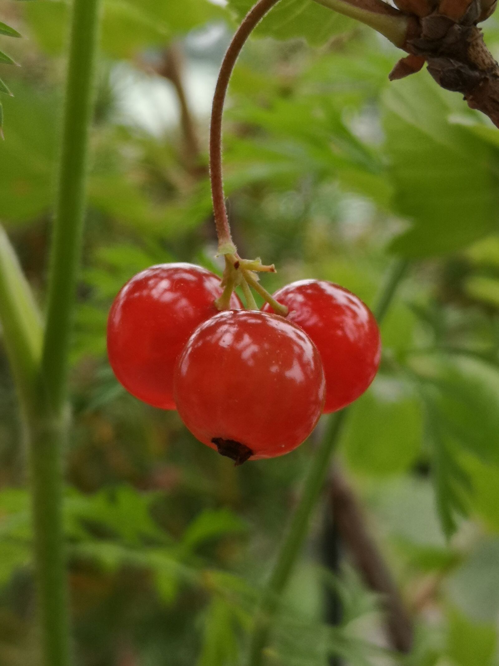 HUAWEI P20 sample photo. Currant, red, succulent photography