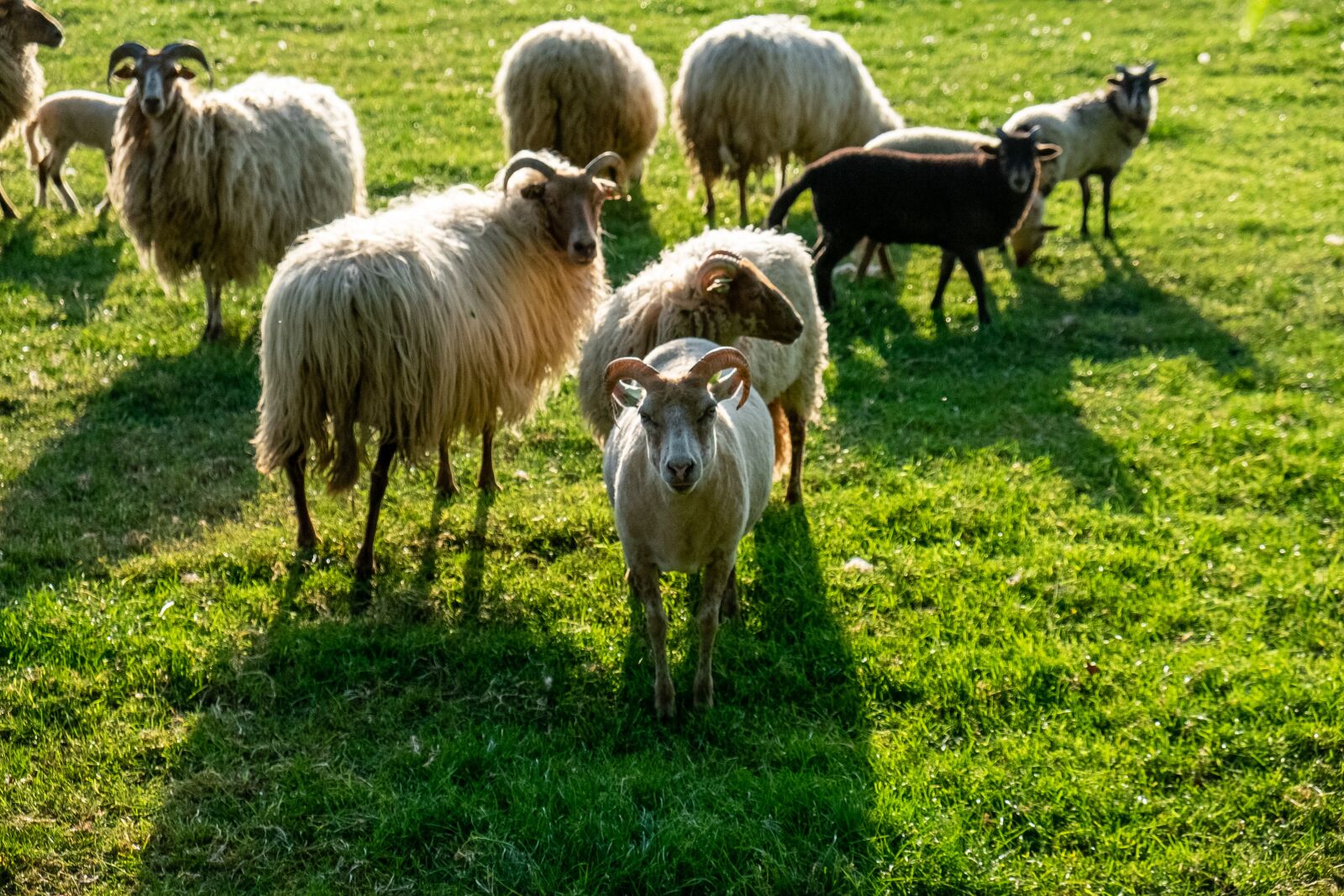 Fujifilm X-E2 sample photo. Sheep, animals, spring photography