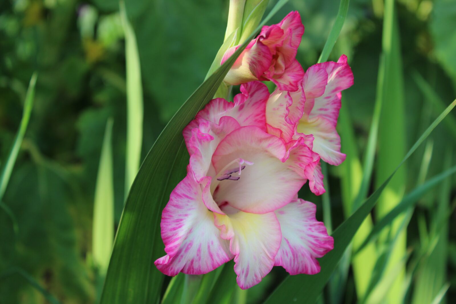 Canon EOS 1300D (EOS Rebel T6 / EOS Kiss X80) sample photo. Gladiolus, flower, gladidus photography