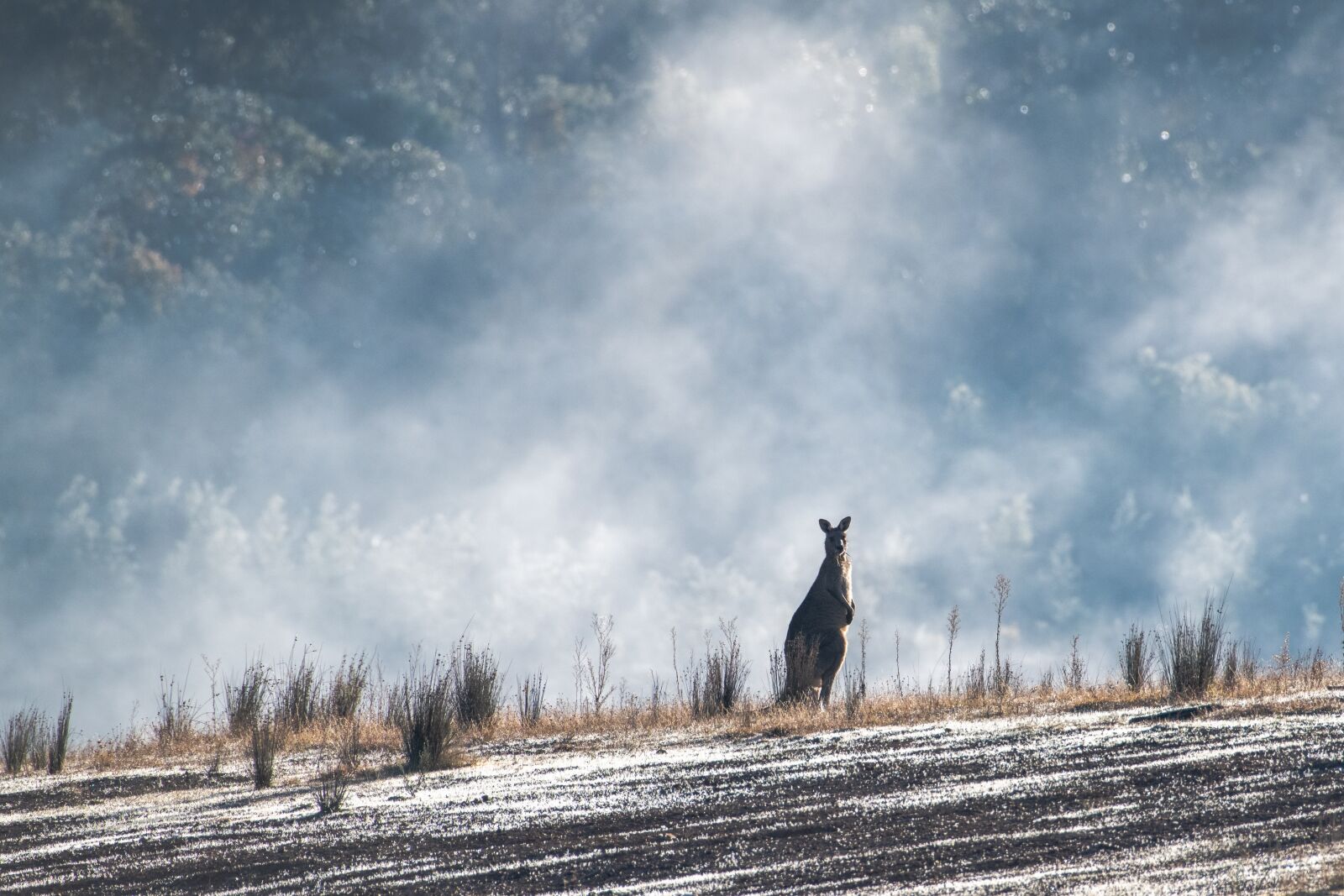 Nikon D850 sample photo. Eastern grey kangaroo, australian photography