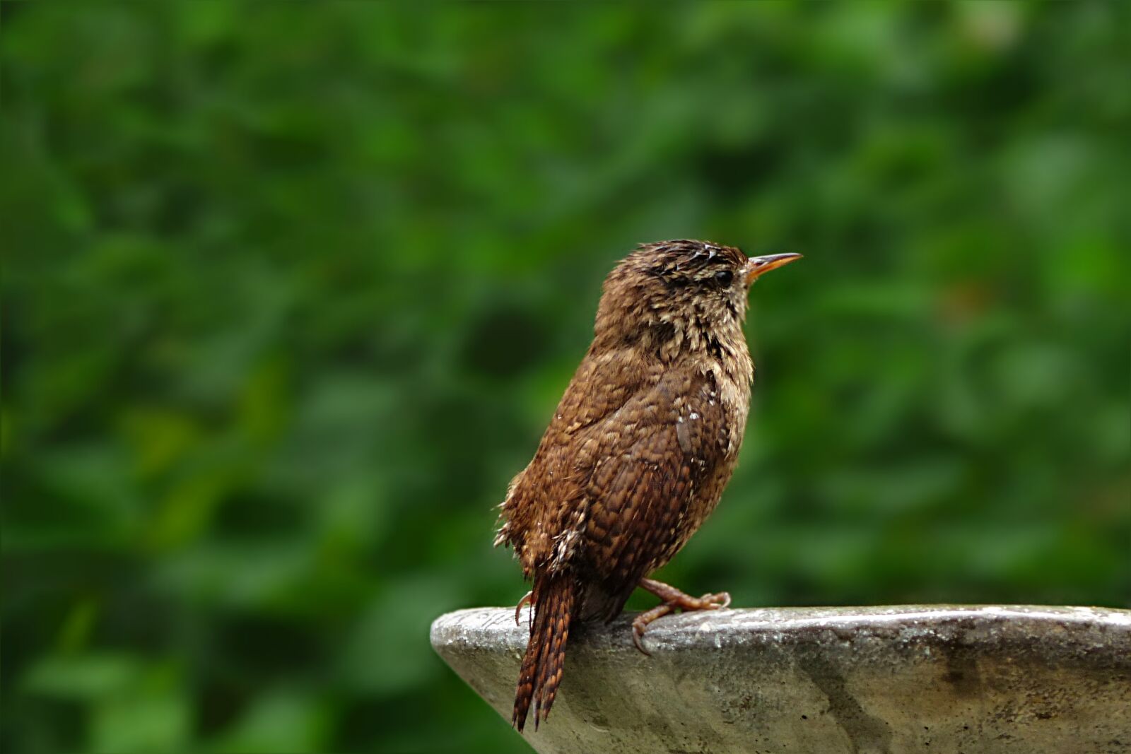 Panasonic Lumix DMC-FZ200 sample photo. Animal, bird, songbird photography