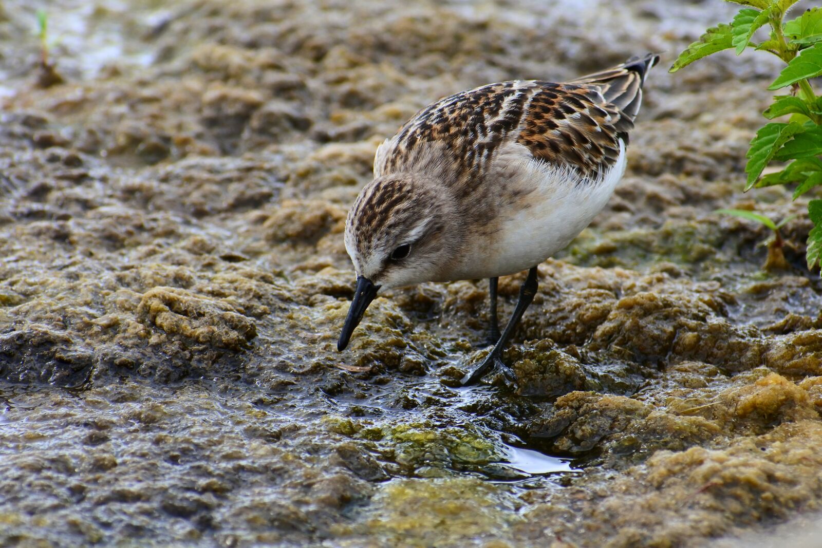 VR 70-300mm f/4.5-6.3G sample photo. Animal, waterside, grass photography