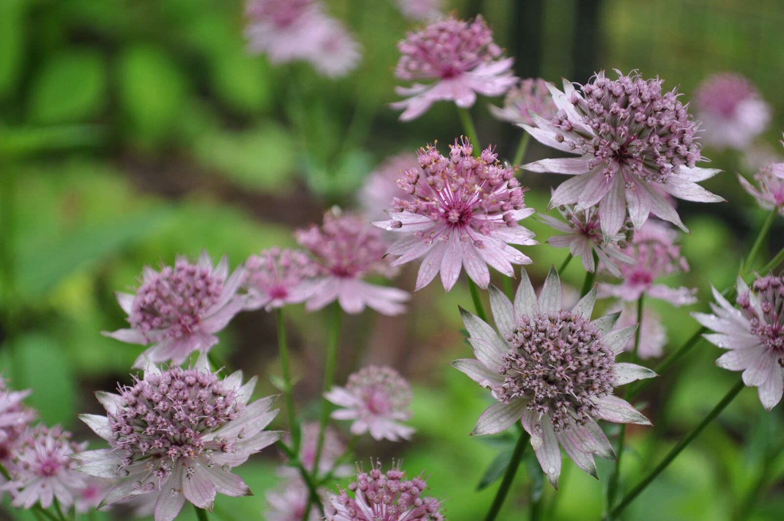 Nikon D5000 sample photo. Masterwort, flowers, nature photography