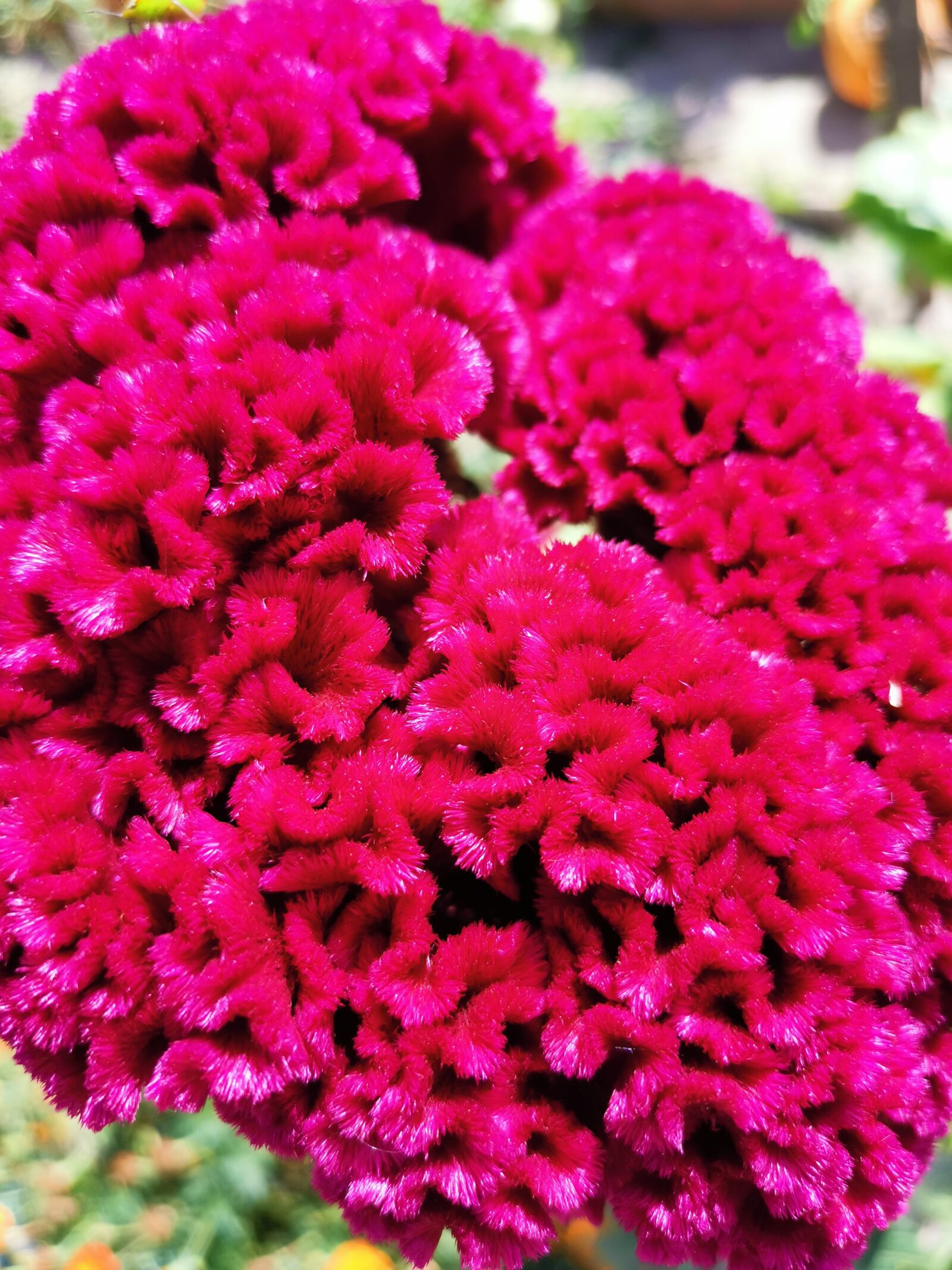 HUAWEI LYA-L29 sample photo. Bright colour, magenta, flower photography